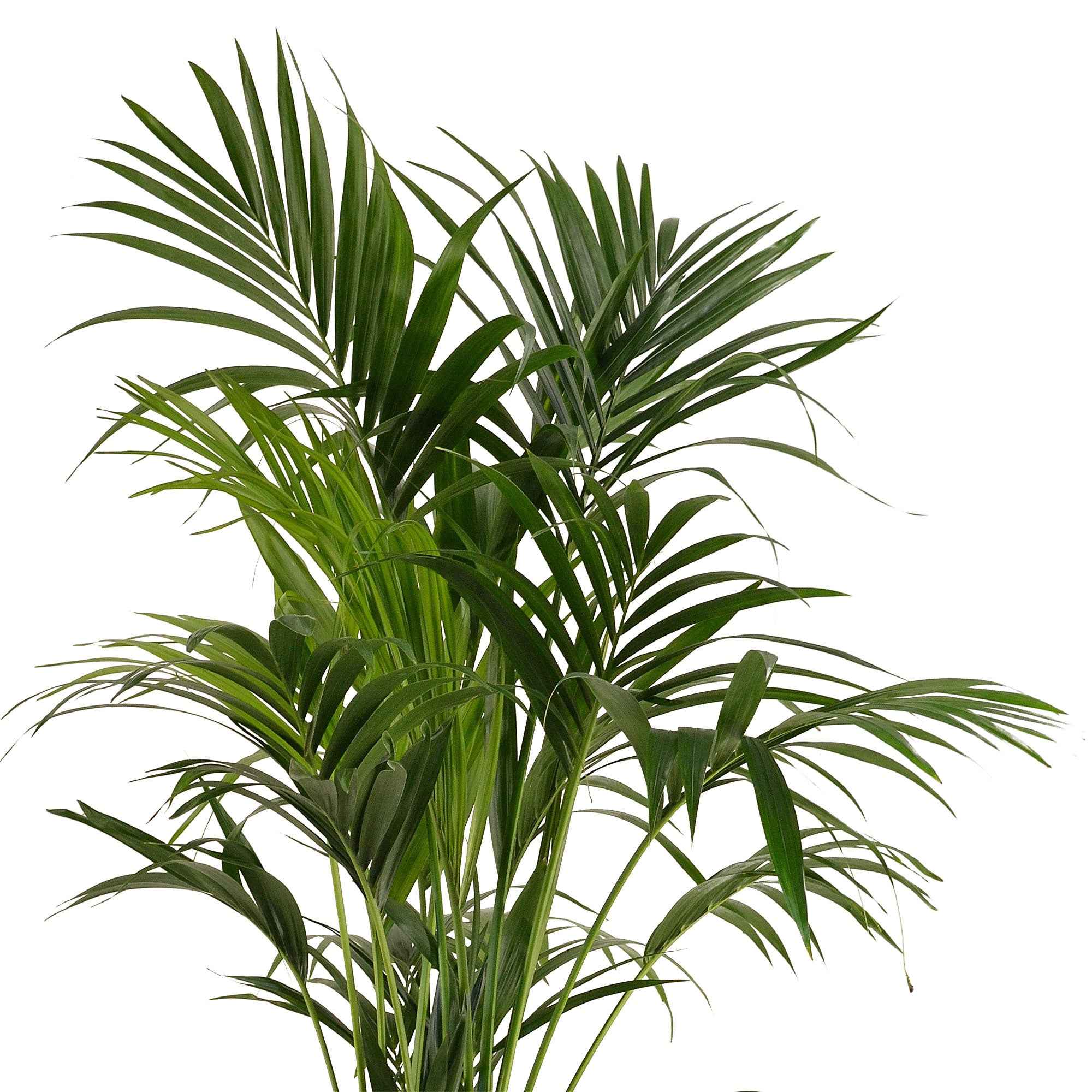 Palmier Kentia Howea forsteriana - Image 3