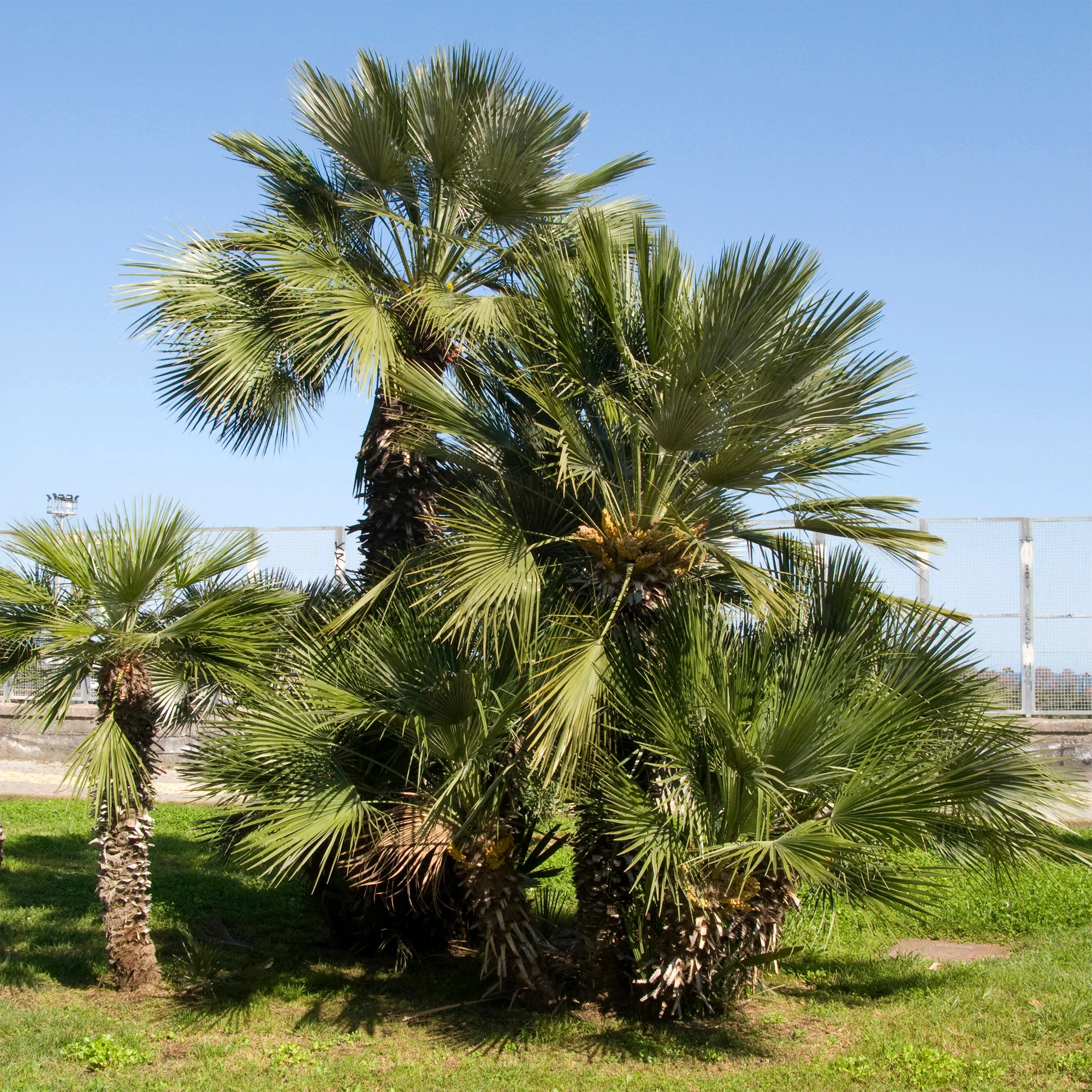 Palmier de jardin
