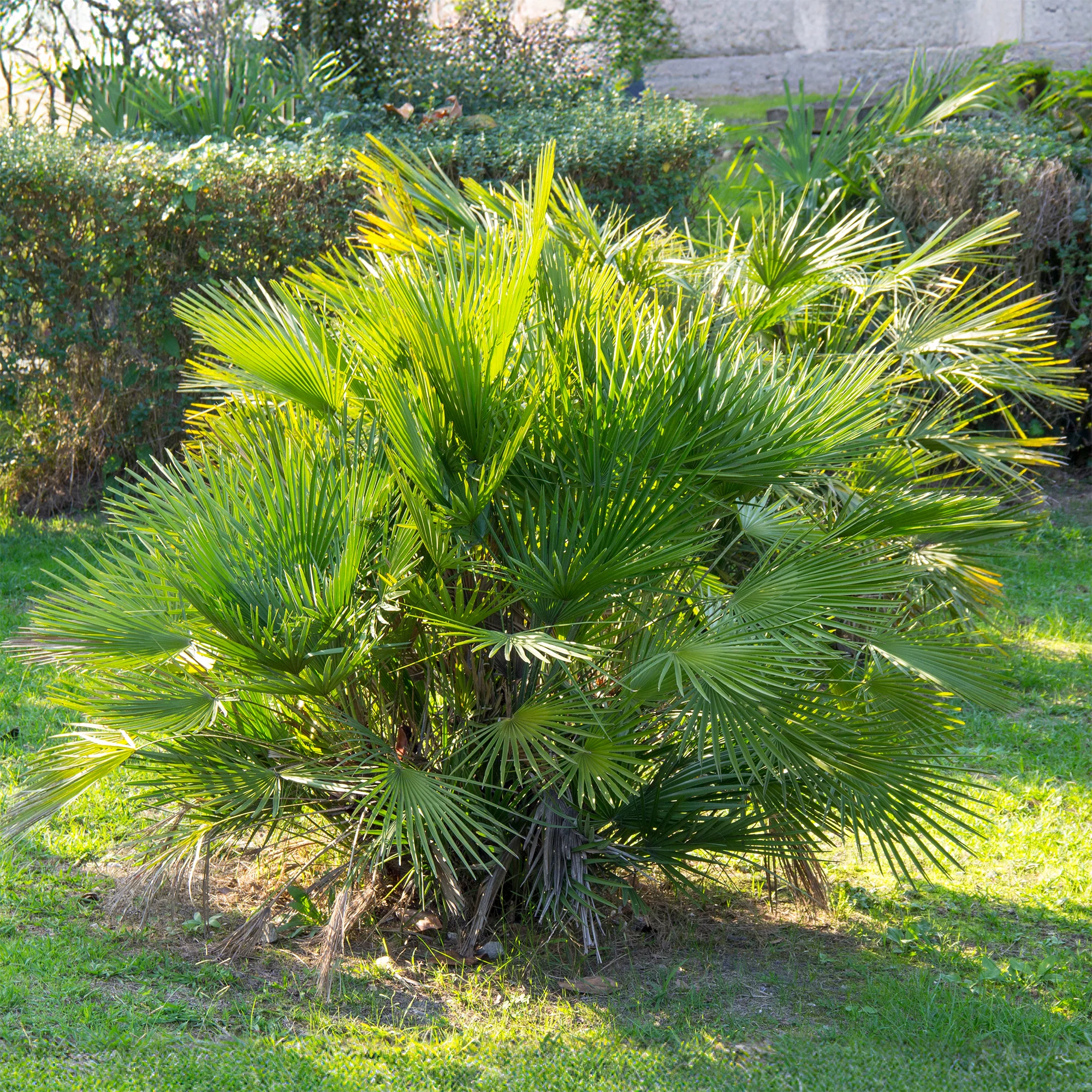 Palmier de jardin - Image 2