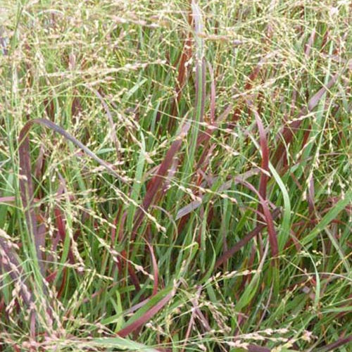 Panic érigé Prairie Fire