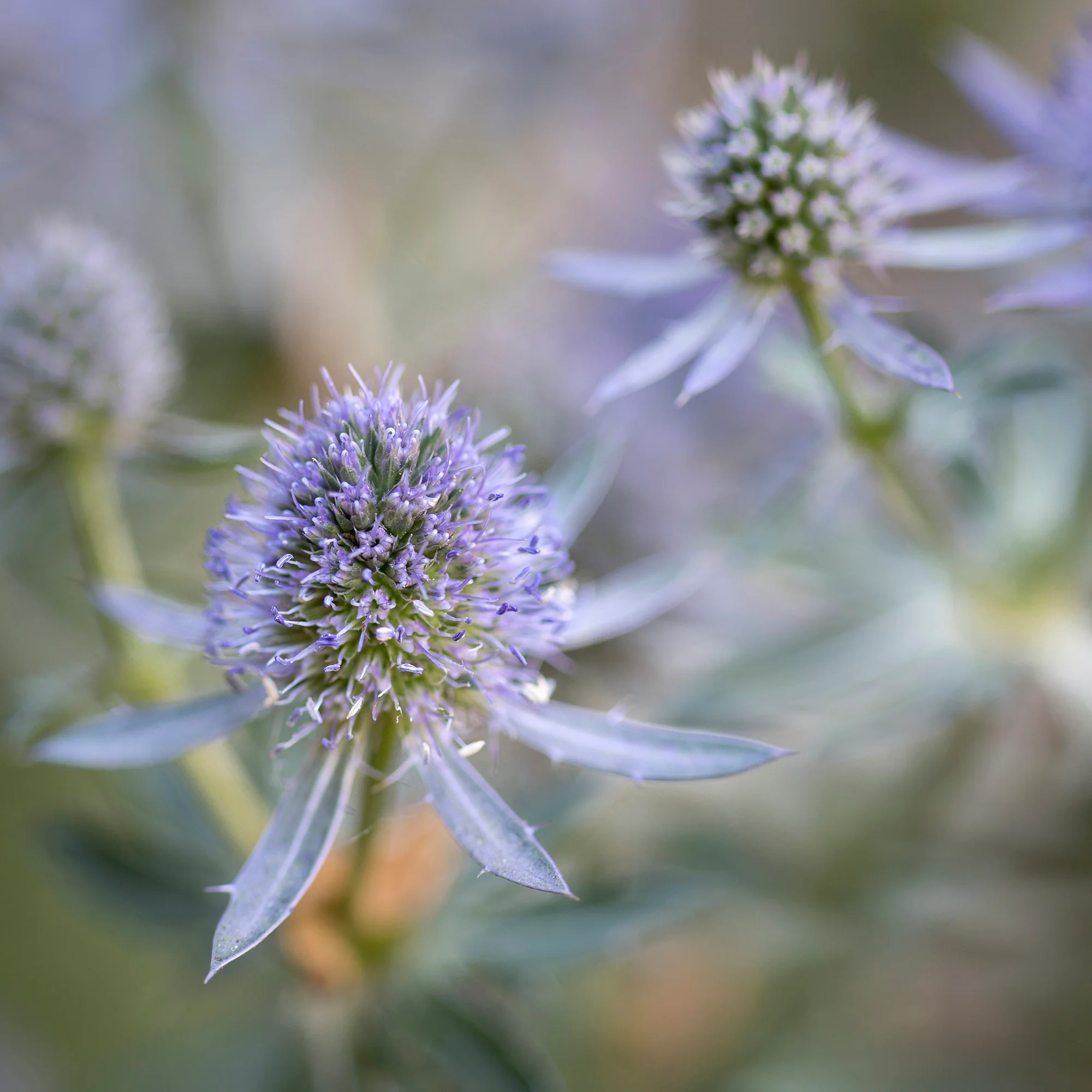 Panicaut à feuilles planes Blauer Zwerg Chardon bleu - Image 2