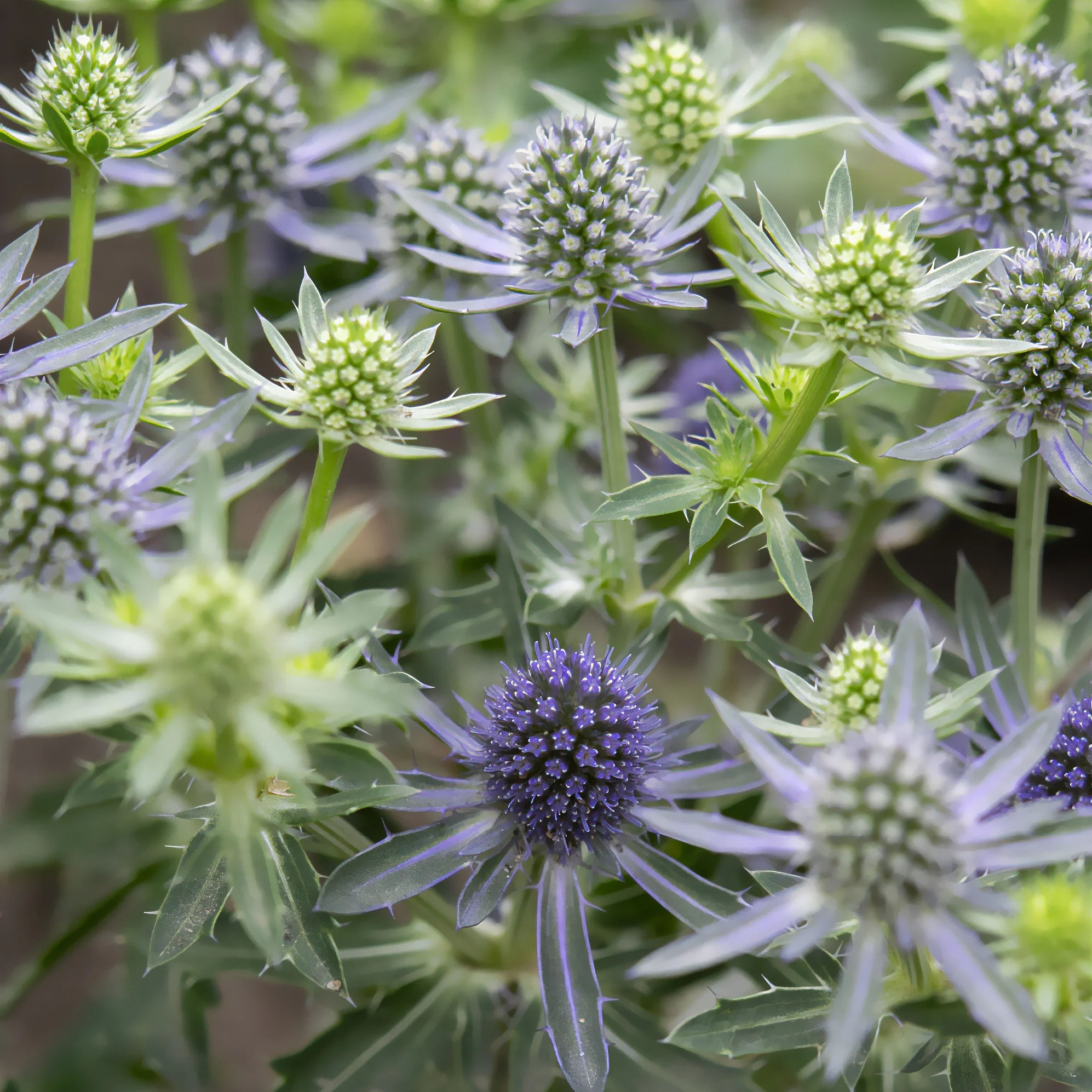 Panicaut à feuilles planes Blue Hobbit