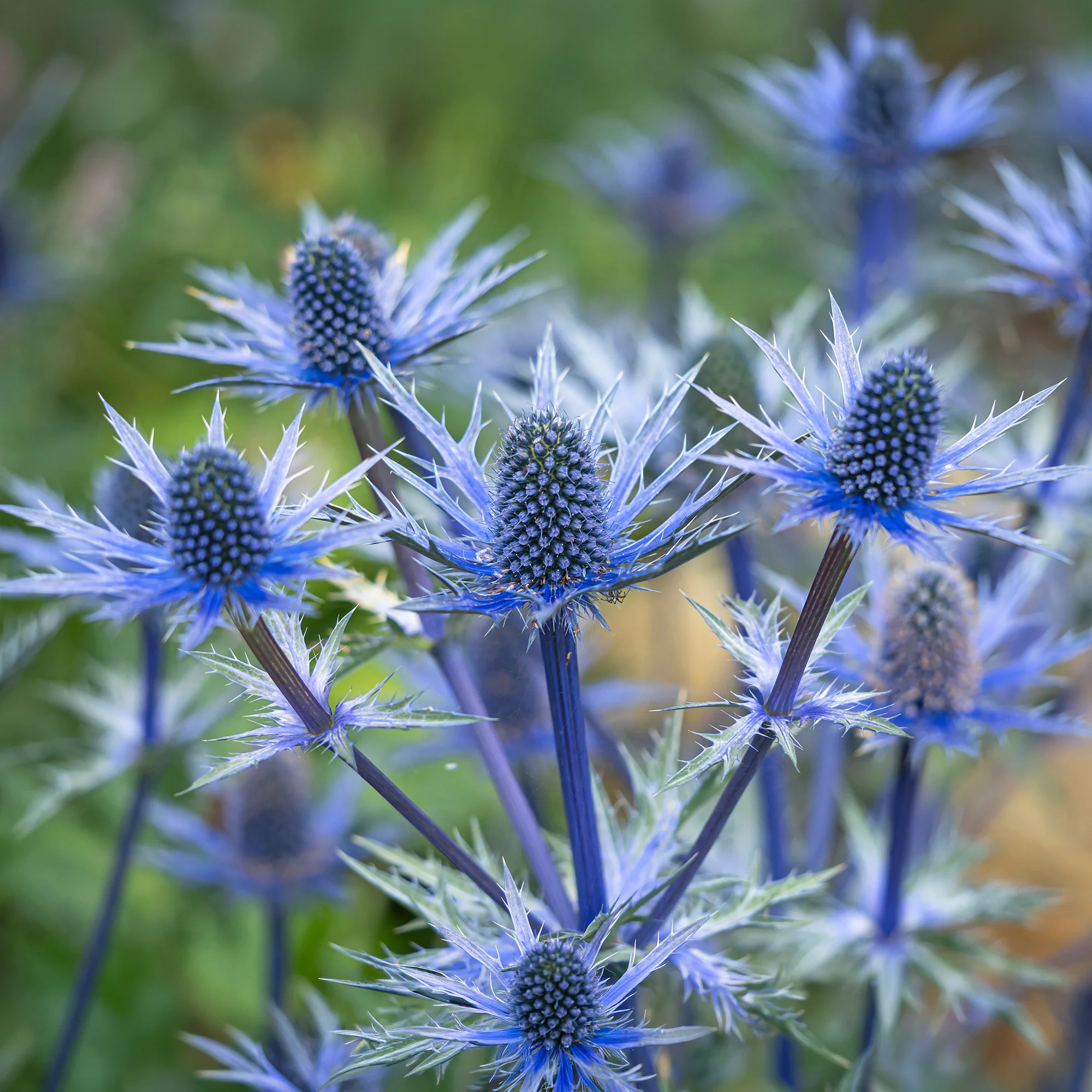 Panicaut hybride Big Blue