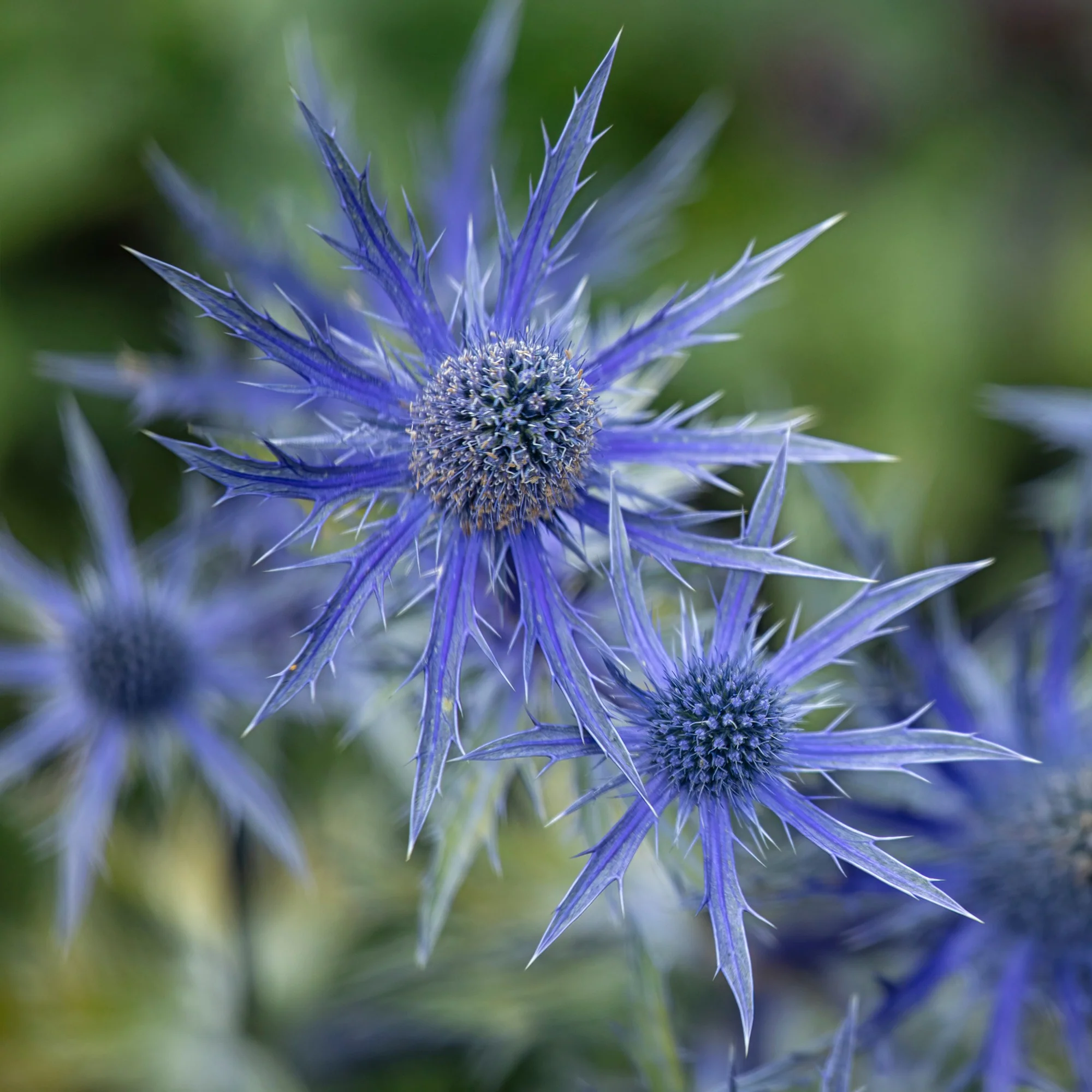 Panicaut hybride Big Blue - Image 2