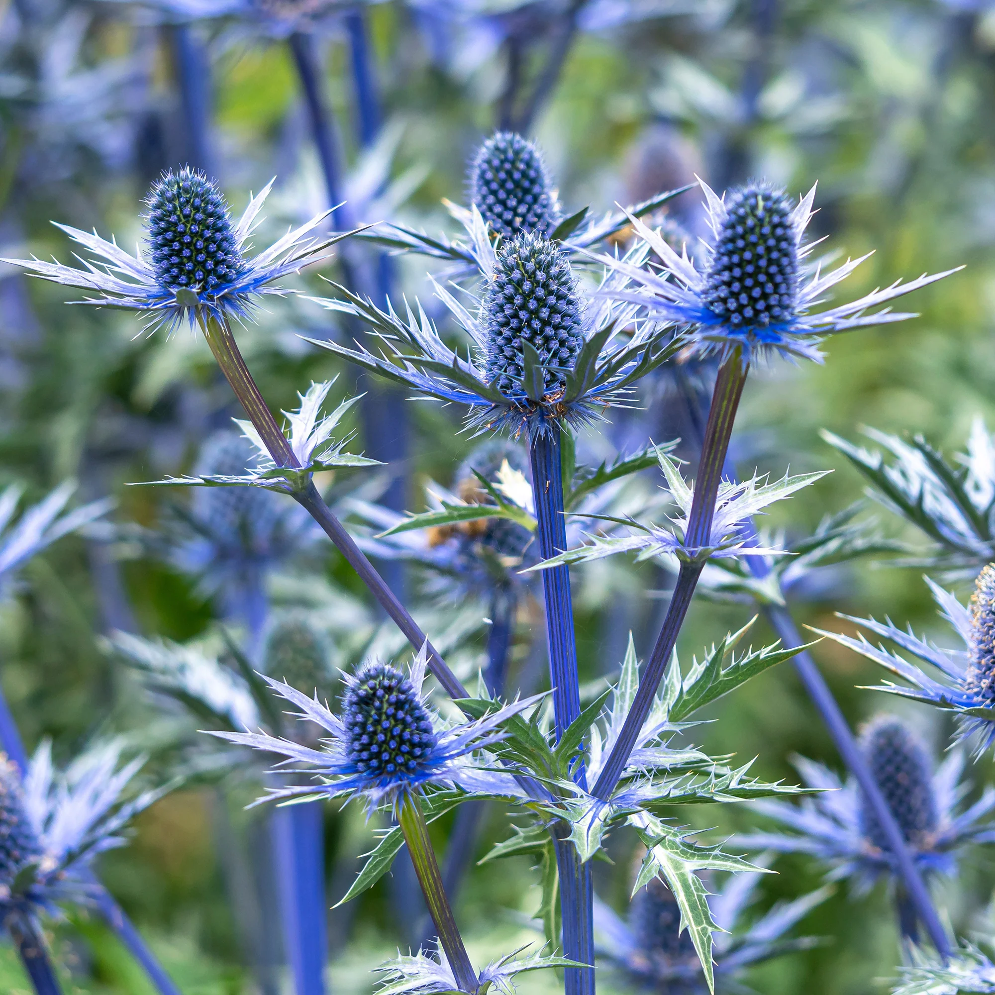 Panicaut hybride Big Blue - Image 3