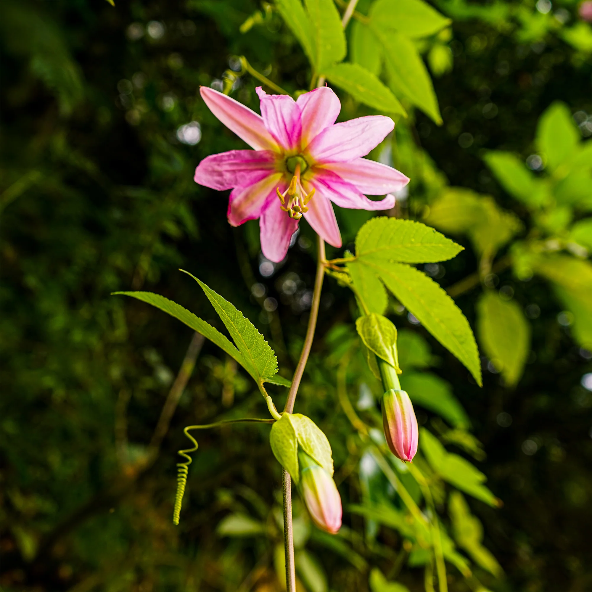 Passiflore banane - Image 2