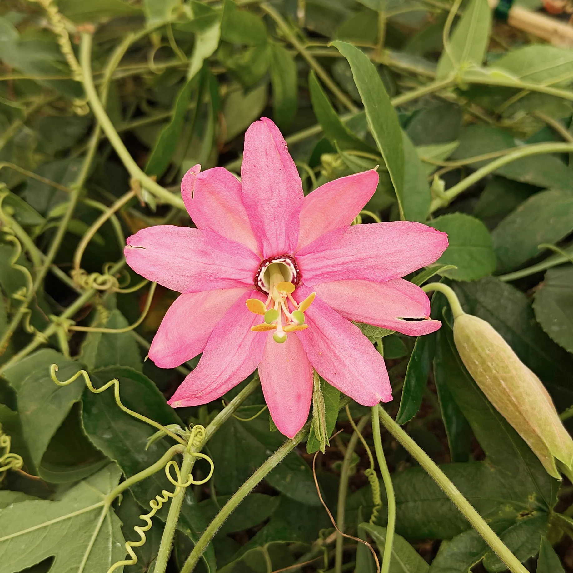 Passiflore banane - Image 3