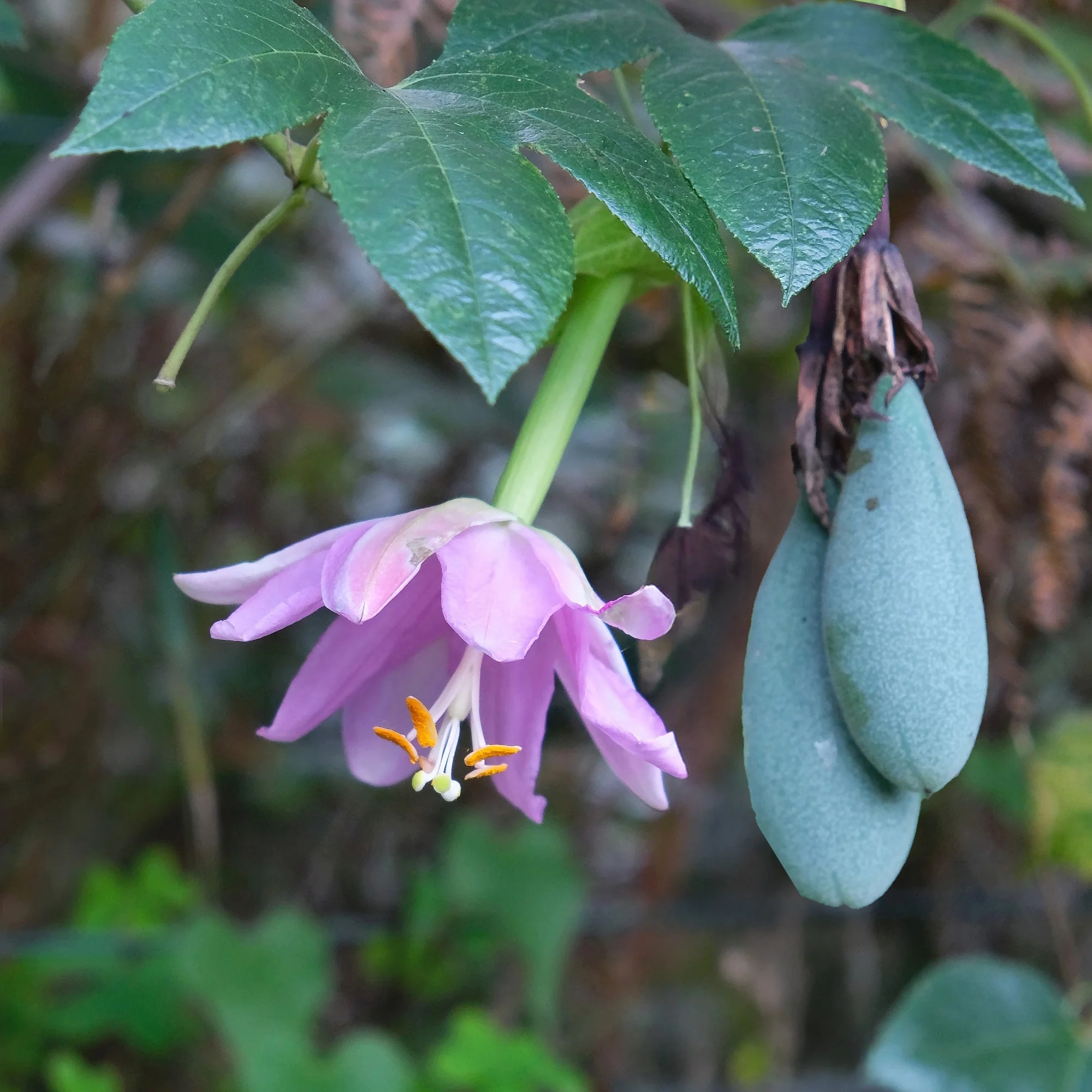 Passiflore banane - Image 4