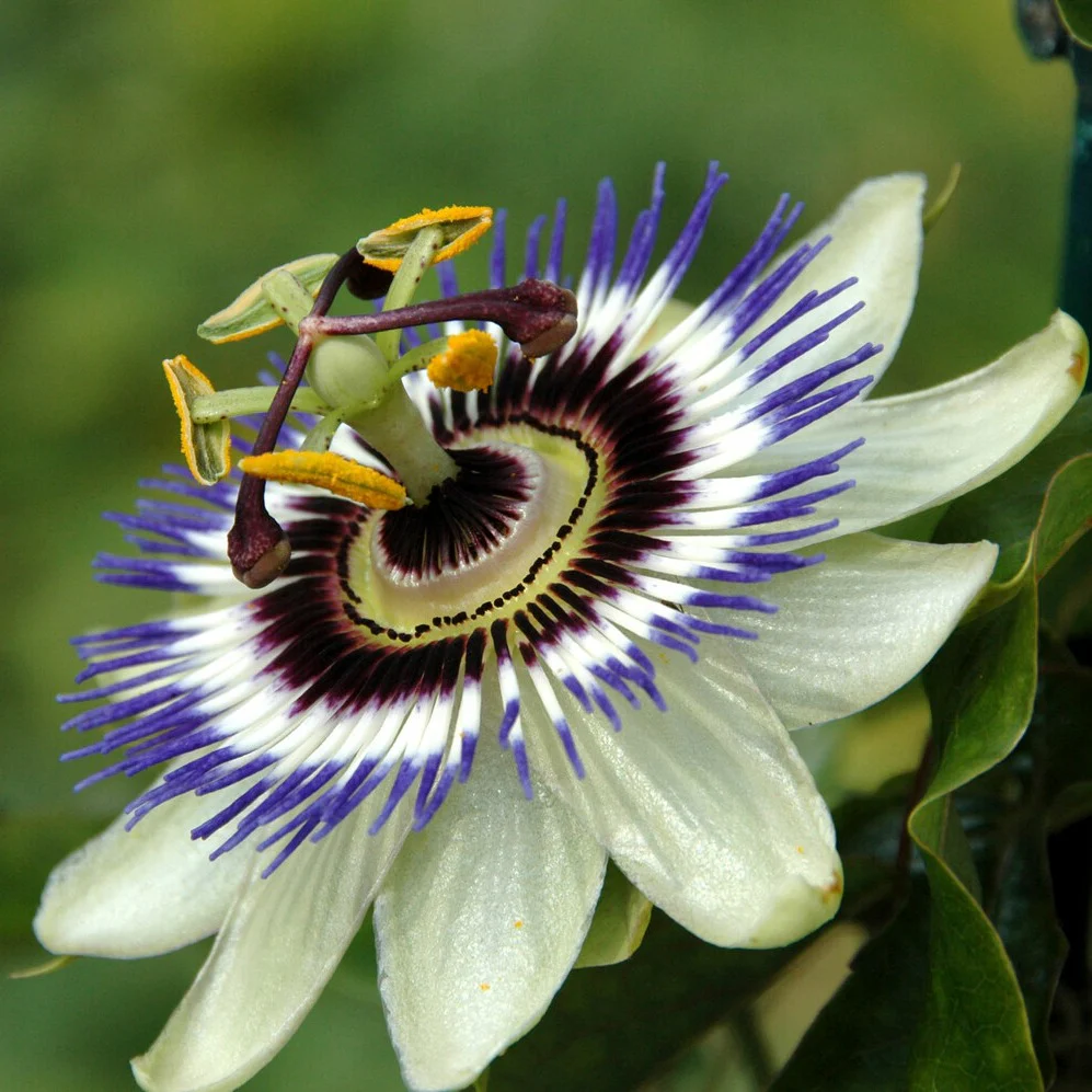 Fleur de la passion - Image 2