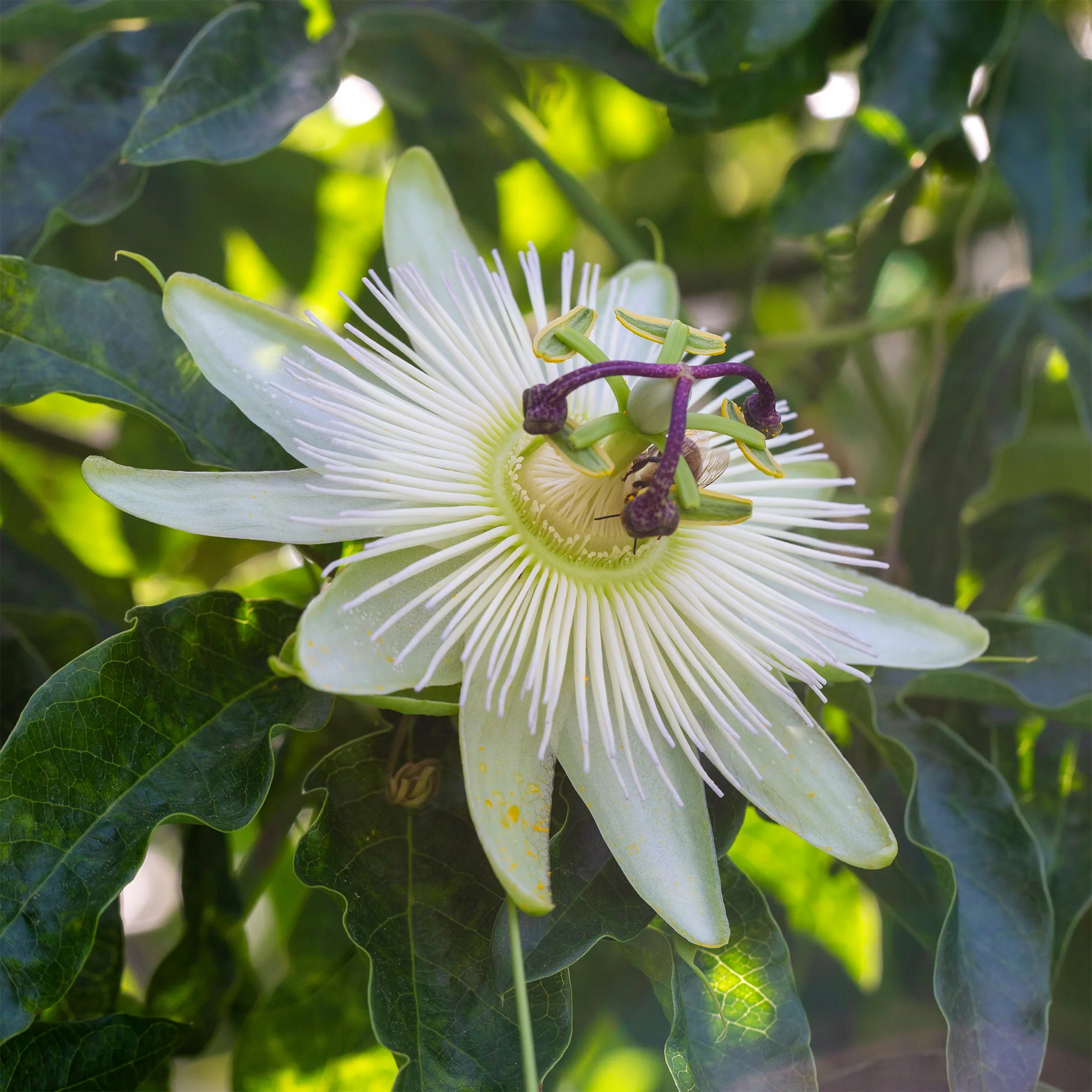 Passiflore 'Constance Elliot' - Image 5