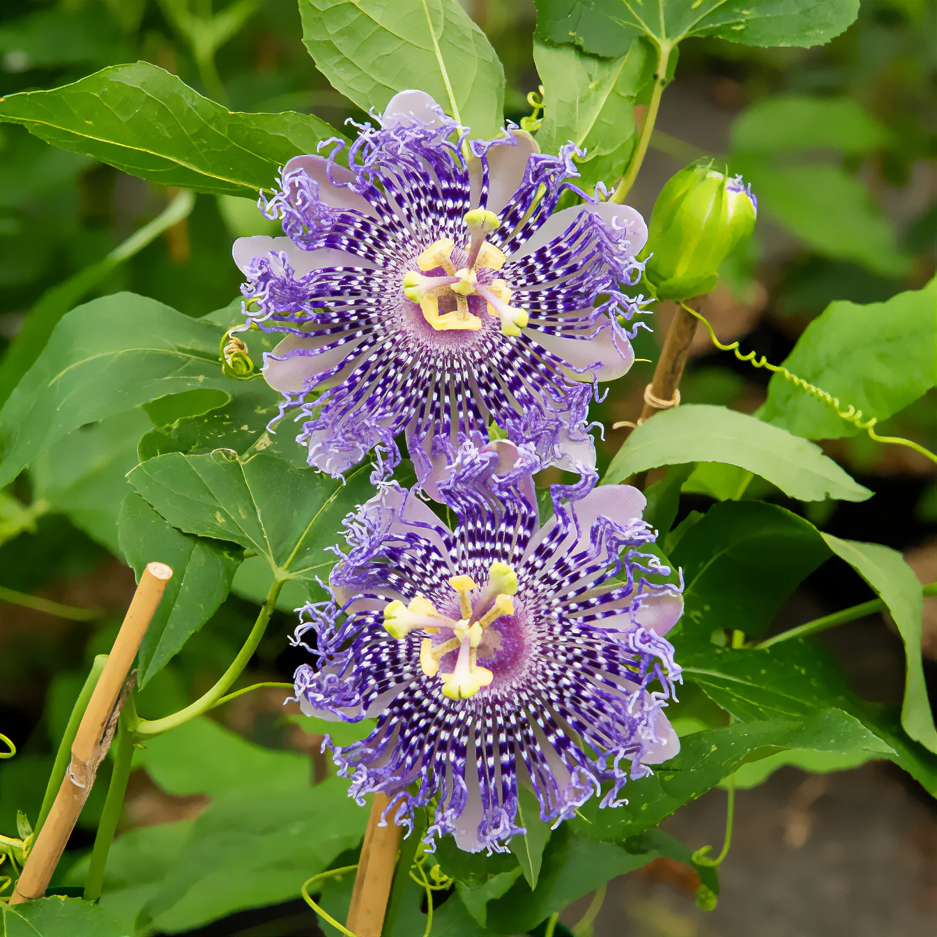 Passiflore Fata Confetto