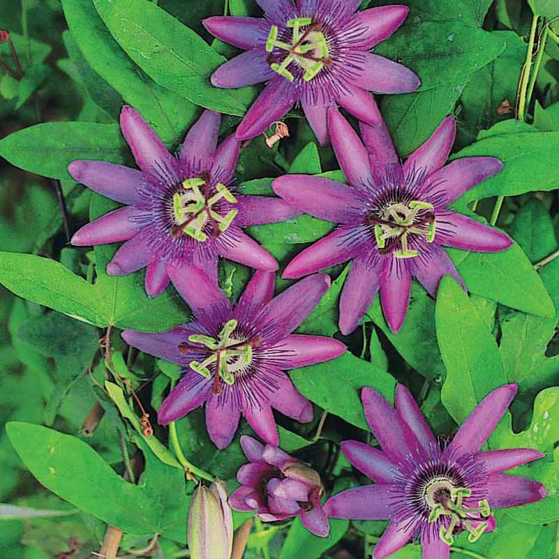 Passiflore Lavender lady - Image 2
