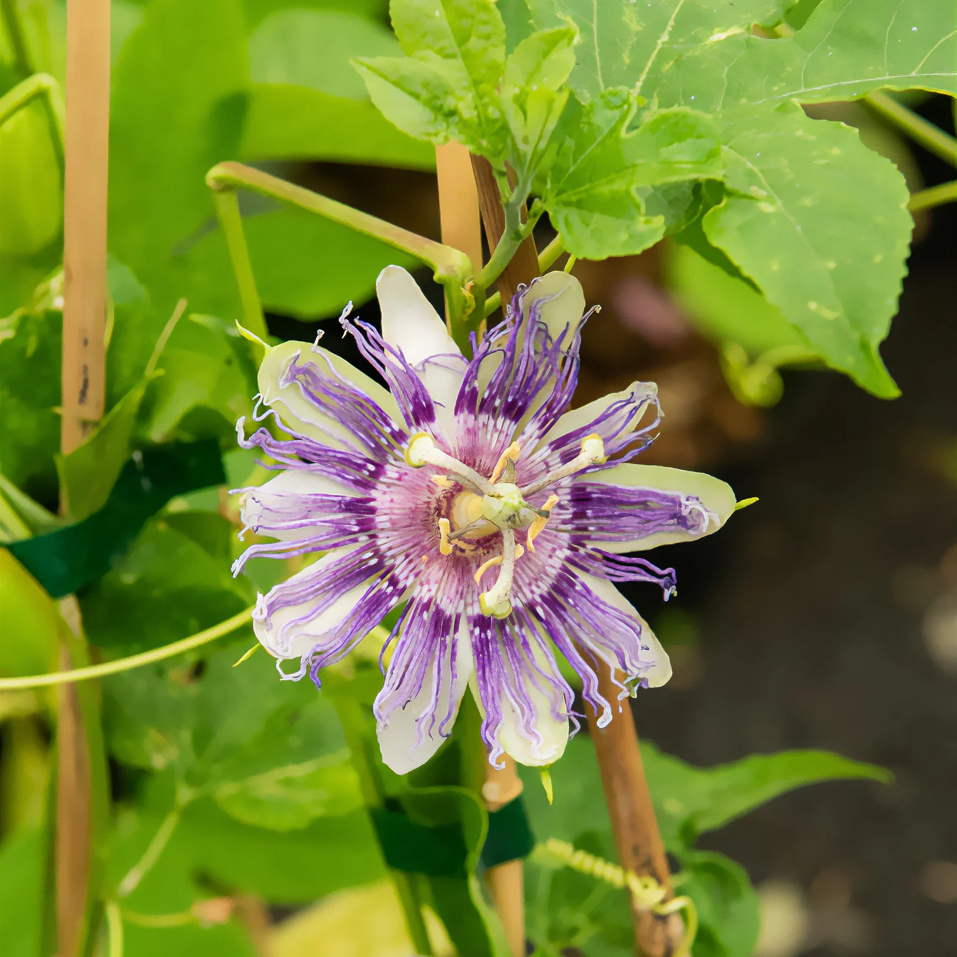 Passiflore officinale - Image 2