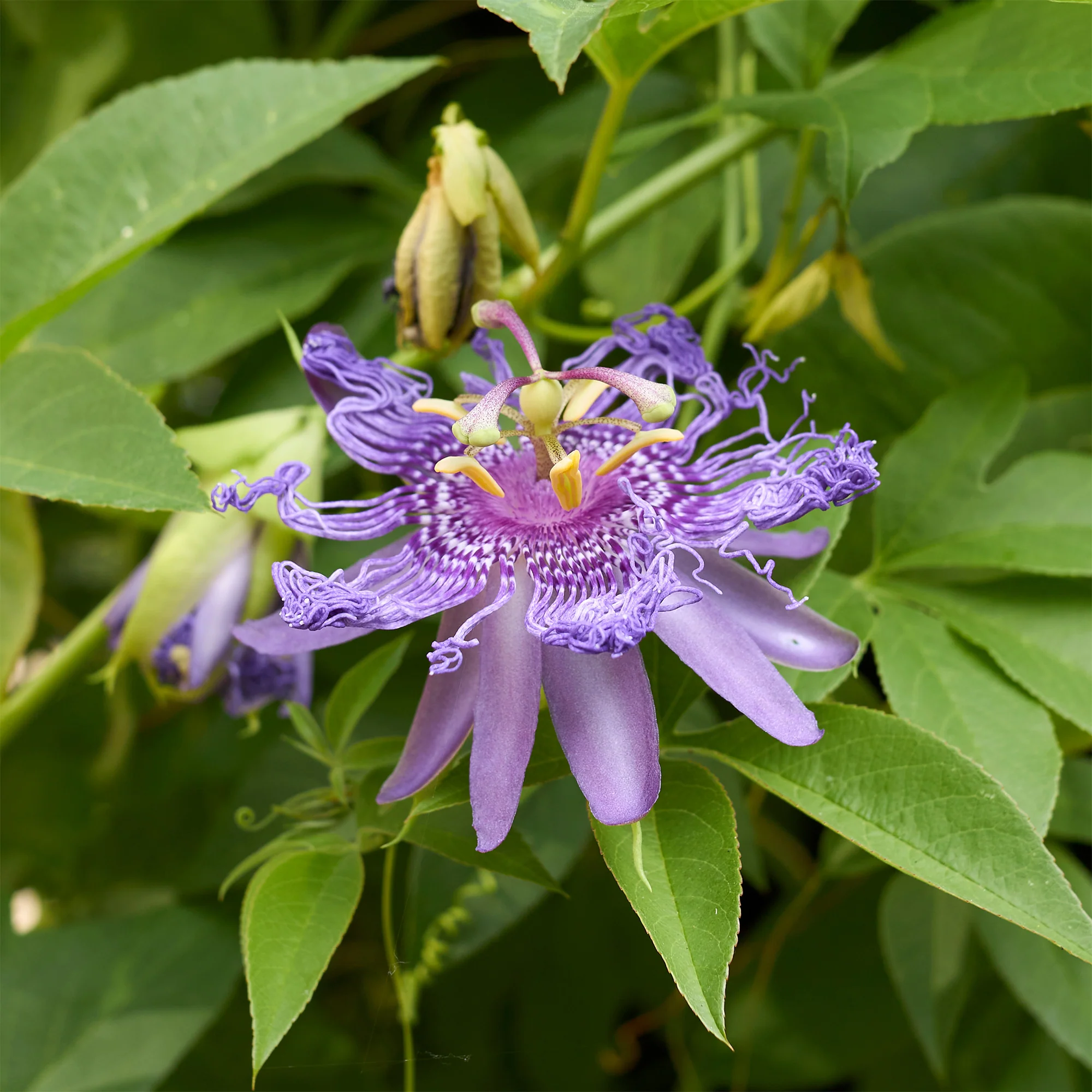 Passiflore officinale - Image 3