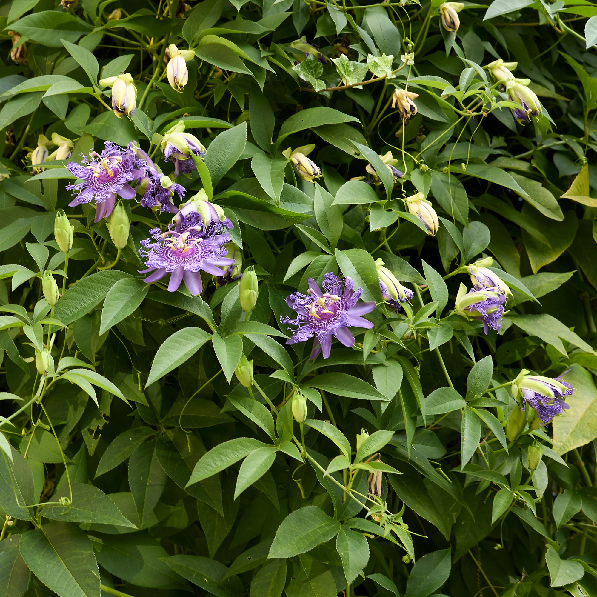 Passiflore officinale - Image 4