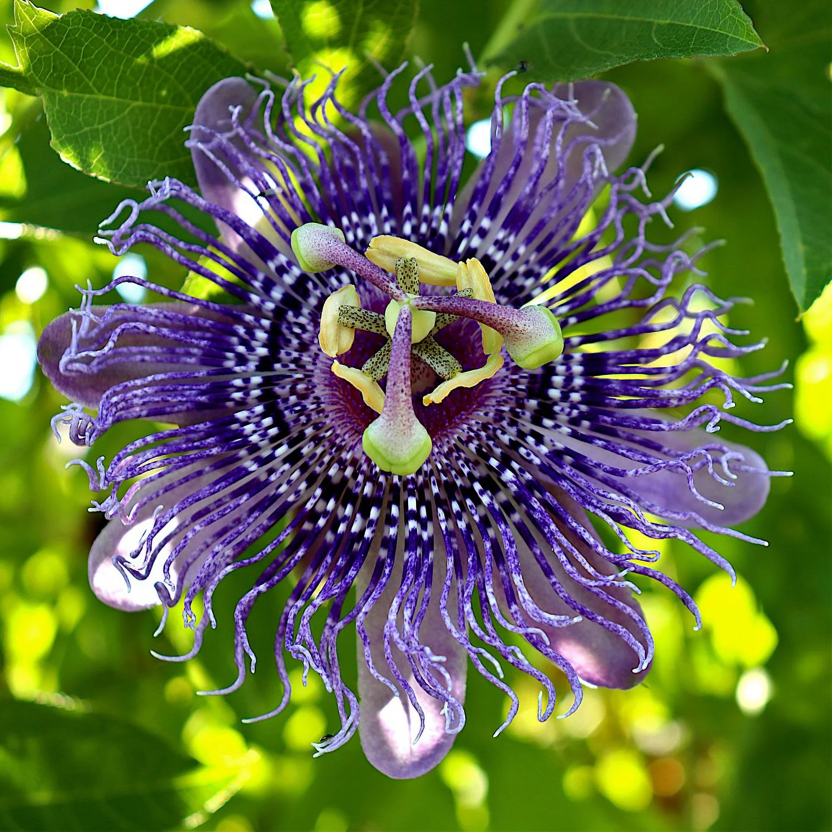 Passiflore officinale - Image 5