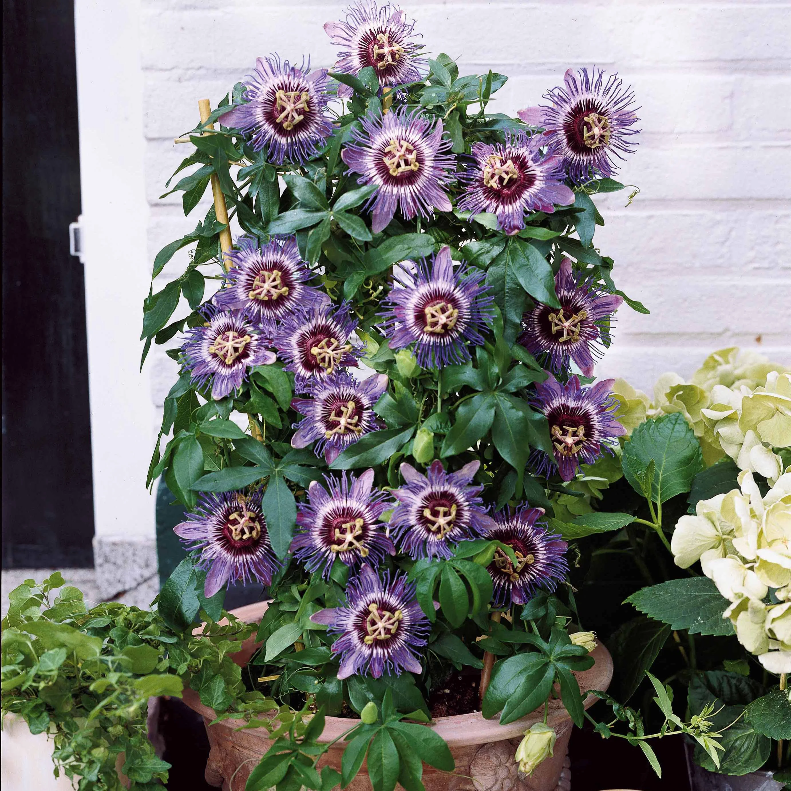 Passiflore 'Purple rain' - Image 3
