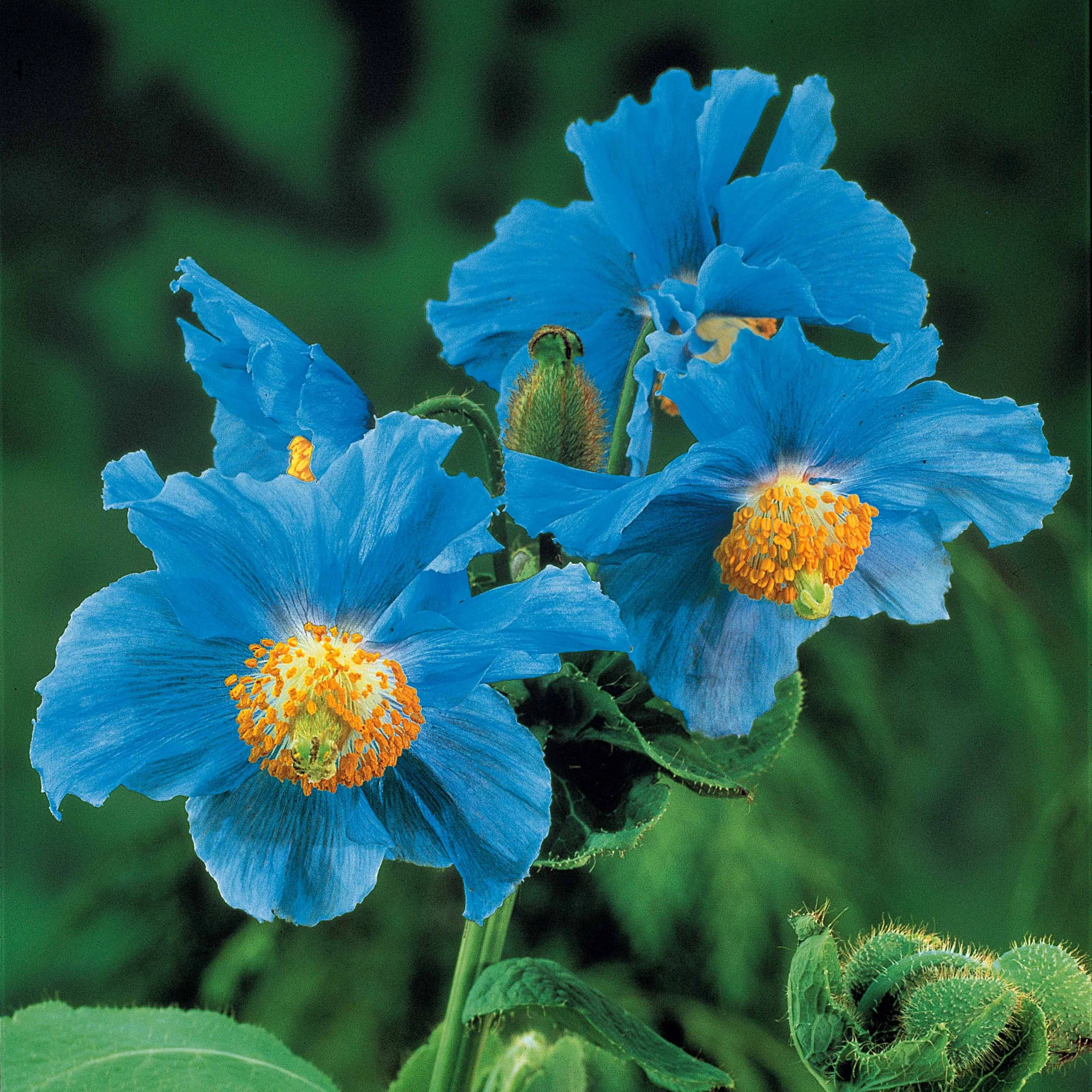 2 Pavots bleus de l'Himalaya - Image 3