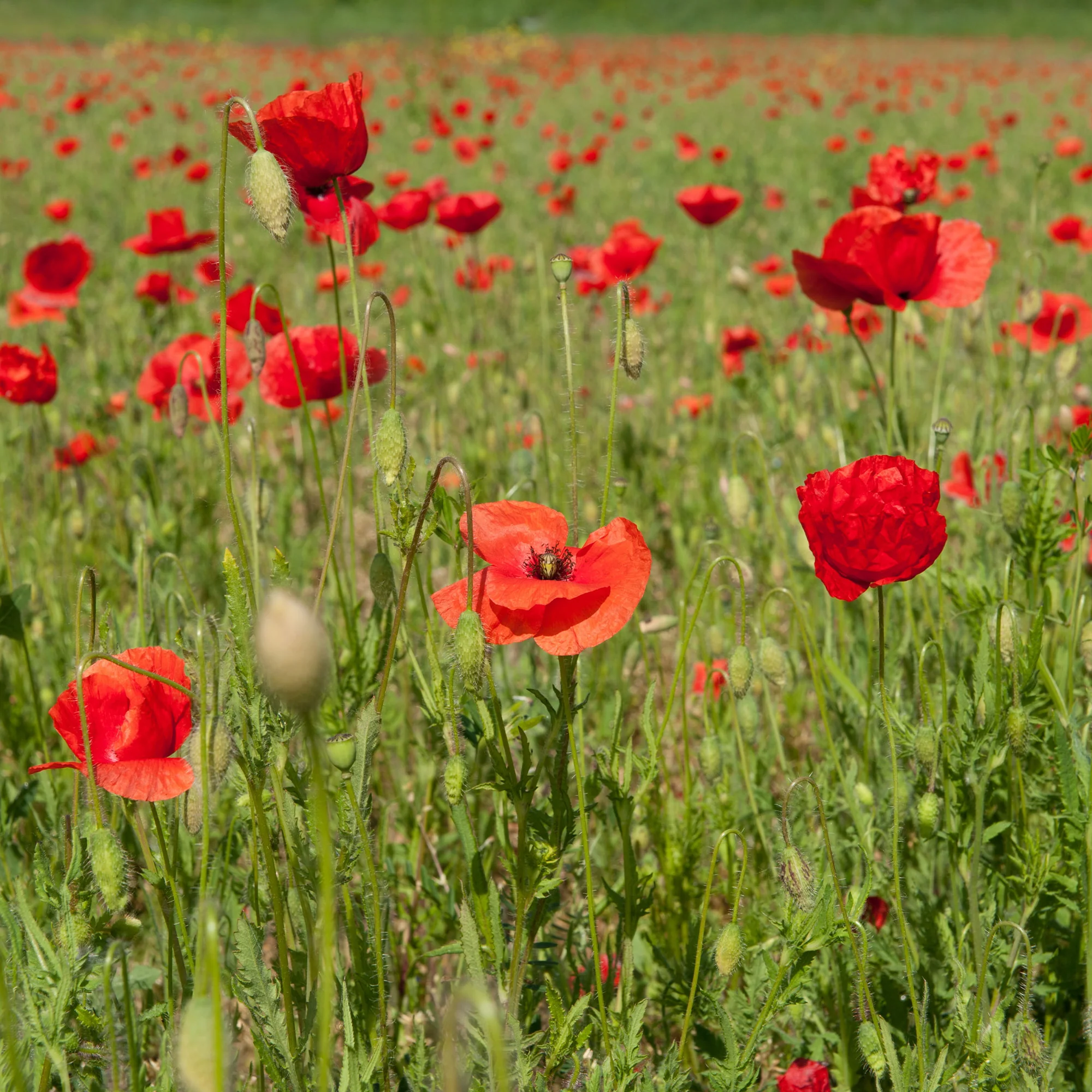 Pavot coquelicot 'Red Corn Poppy' Bio - Image 3