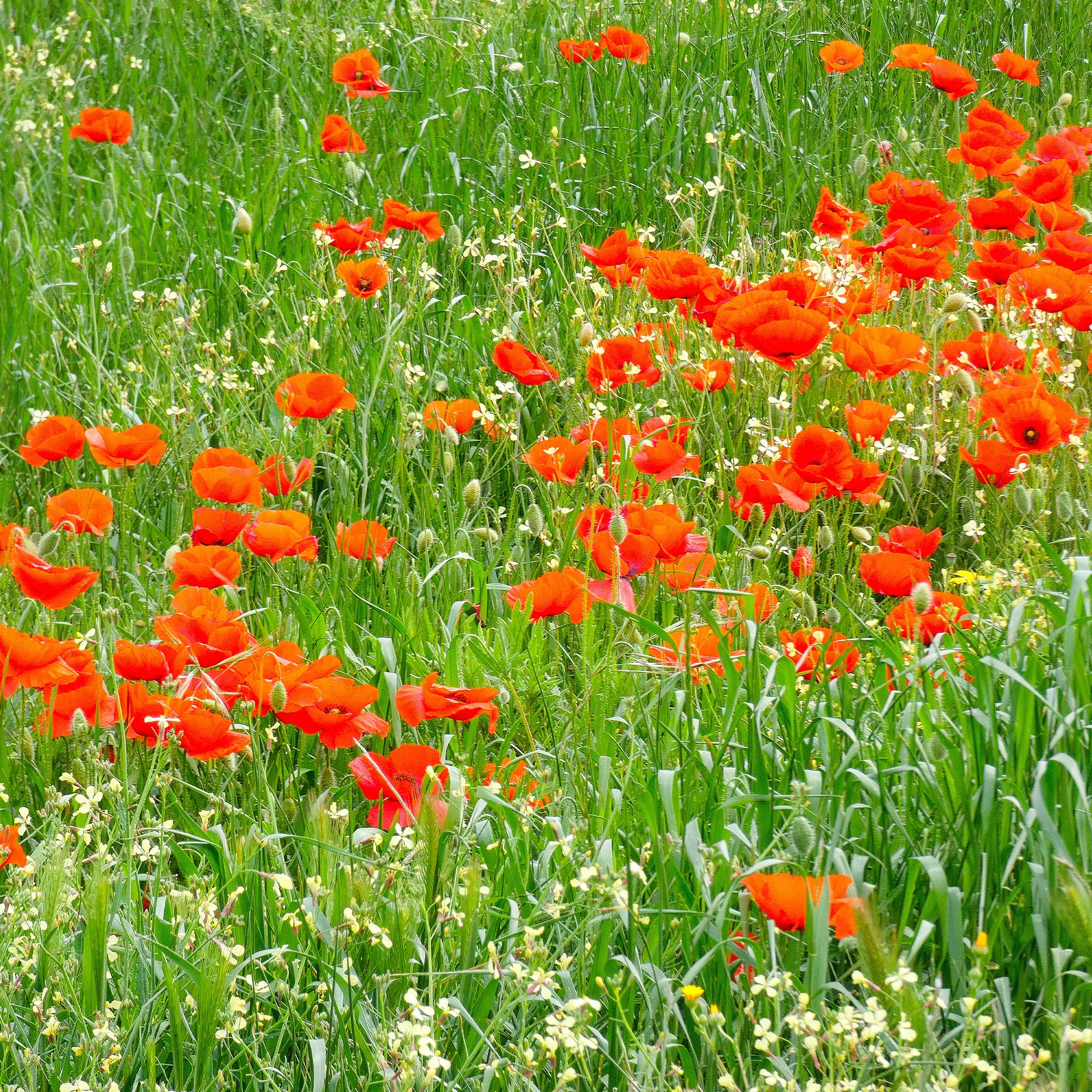 Pavot coquelicot 'Red Corn Poppy' Bio - Image 4