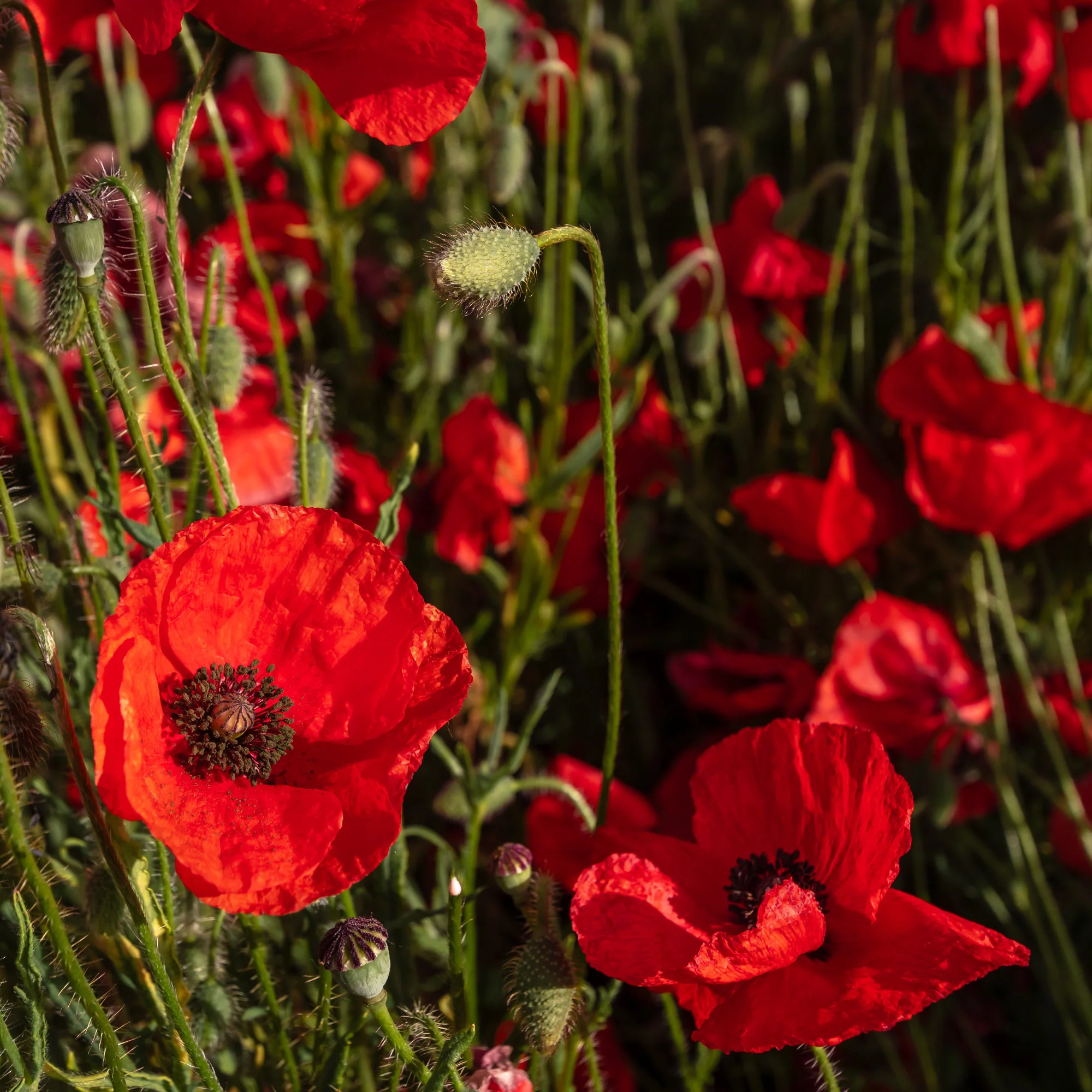Pavot coquelicot 'Red Corn Poppy' Bio - Image 5