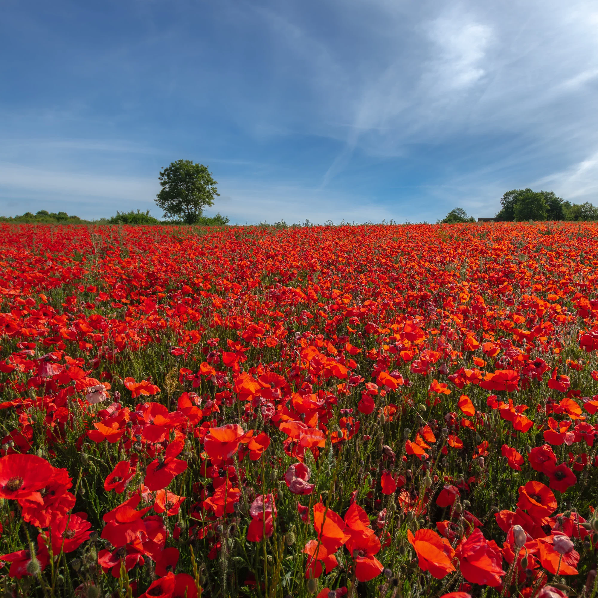 Pavot coquelicot 'Red Corn Poppy' Bio - Image 6