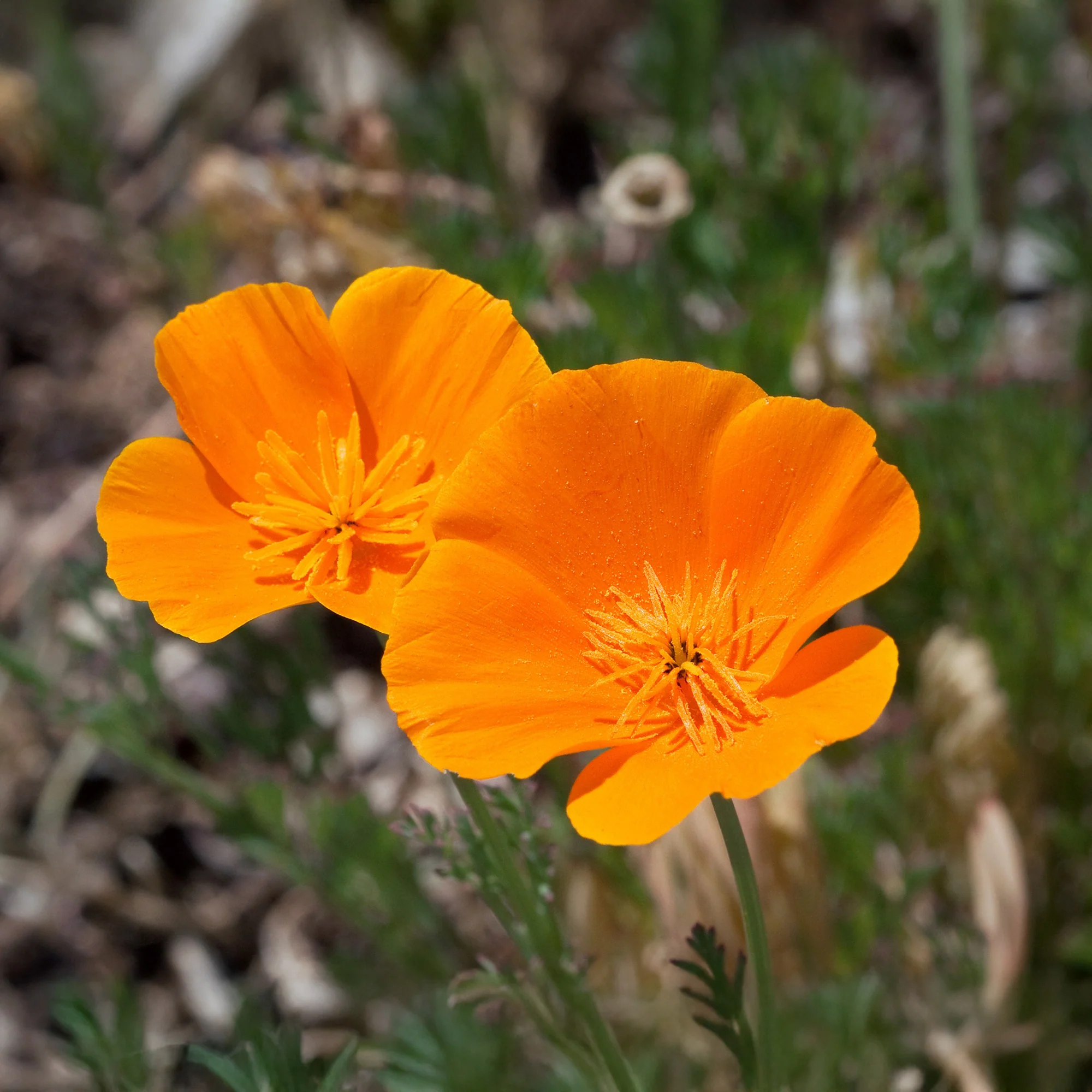 Pavot de californie  'Aurantiaca' - Image 3