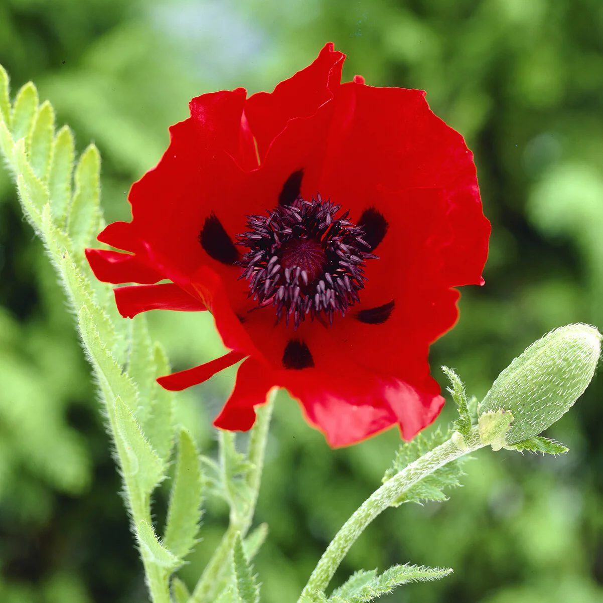 Pavot d'Orient Beauty Of Livermere