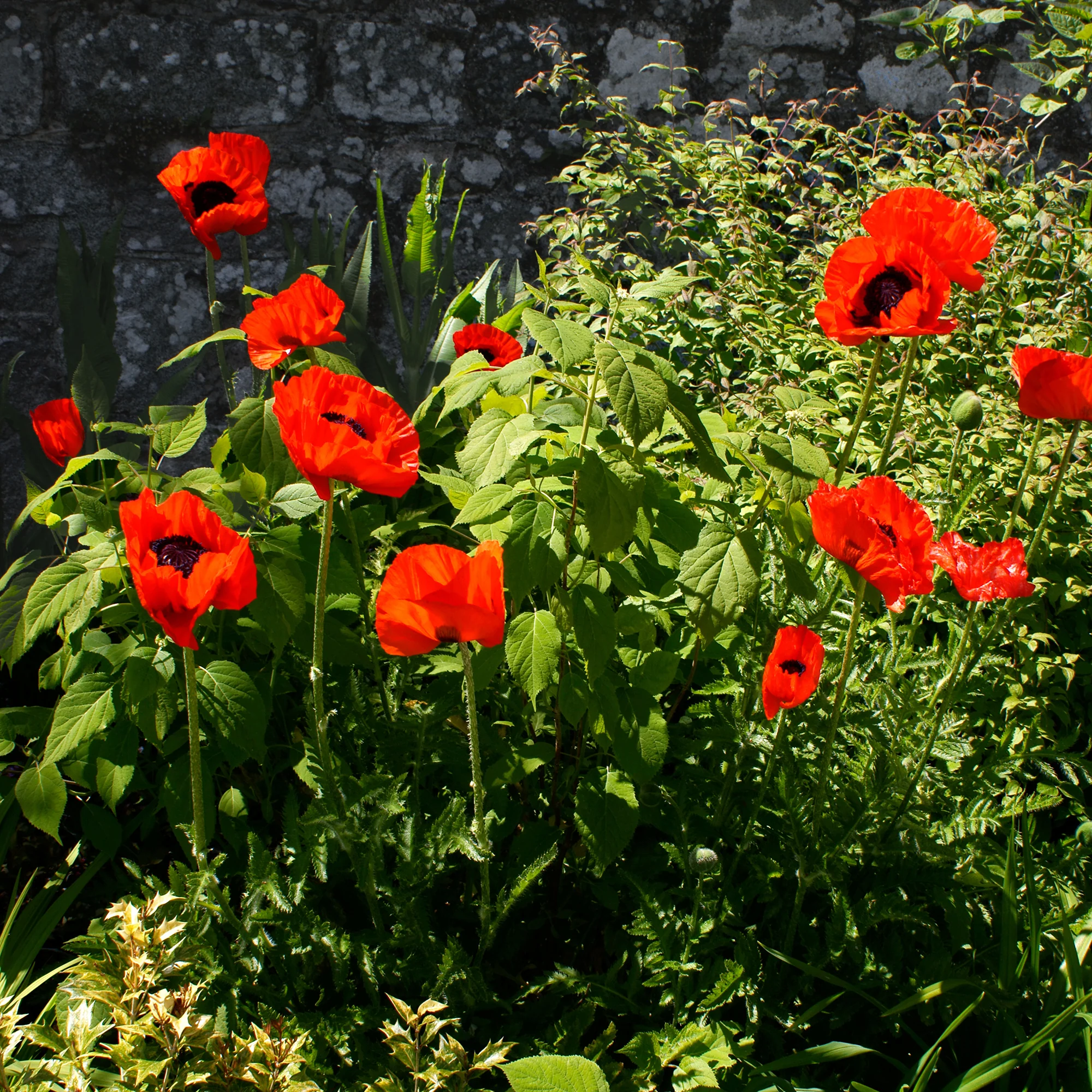 Pavot d'Orient Beauty Of Livermere - Image 2
