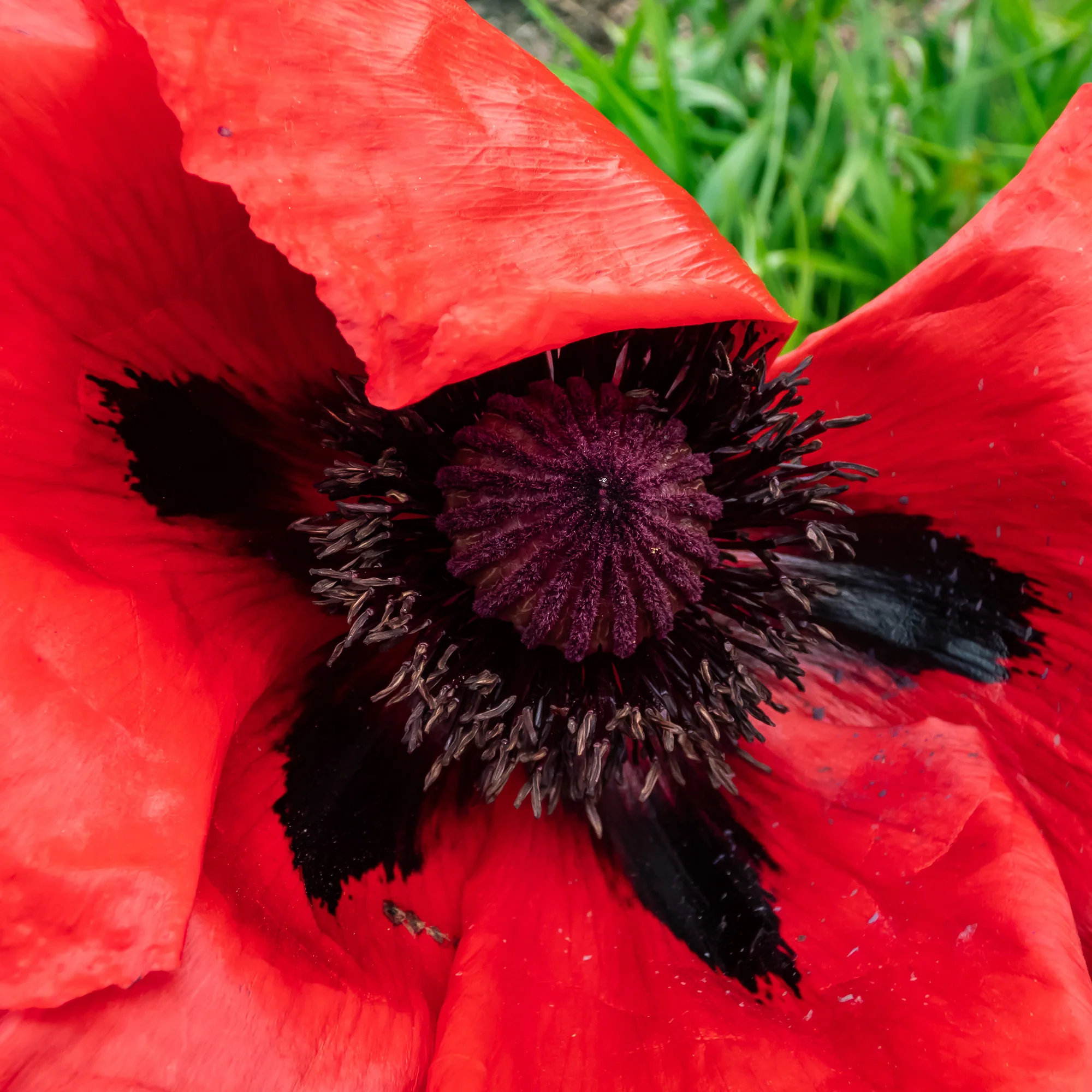 Pavot d'Orient Beauty Of Livermere - Image 3