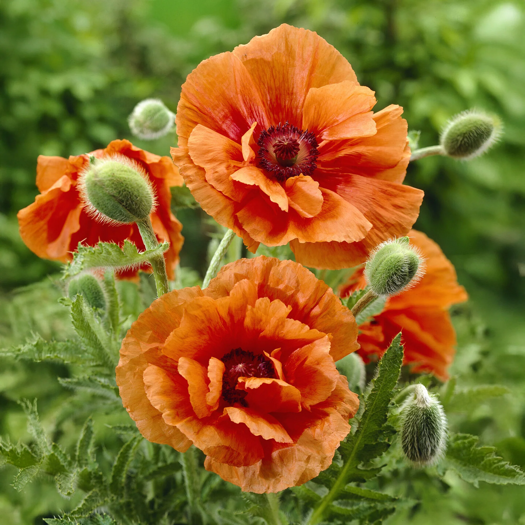 Pavot d'Orient Harvest Moon