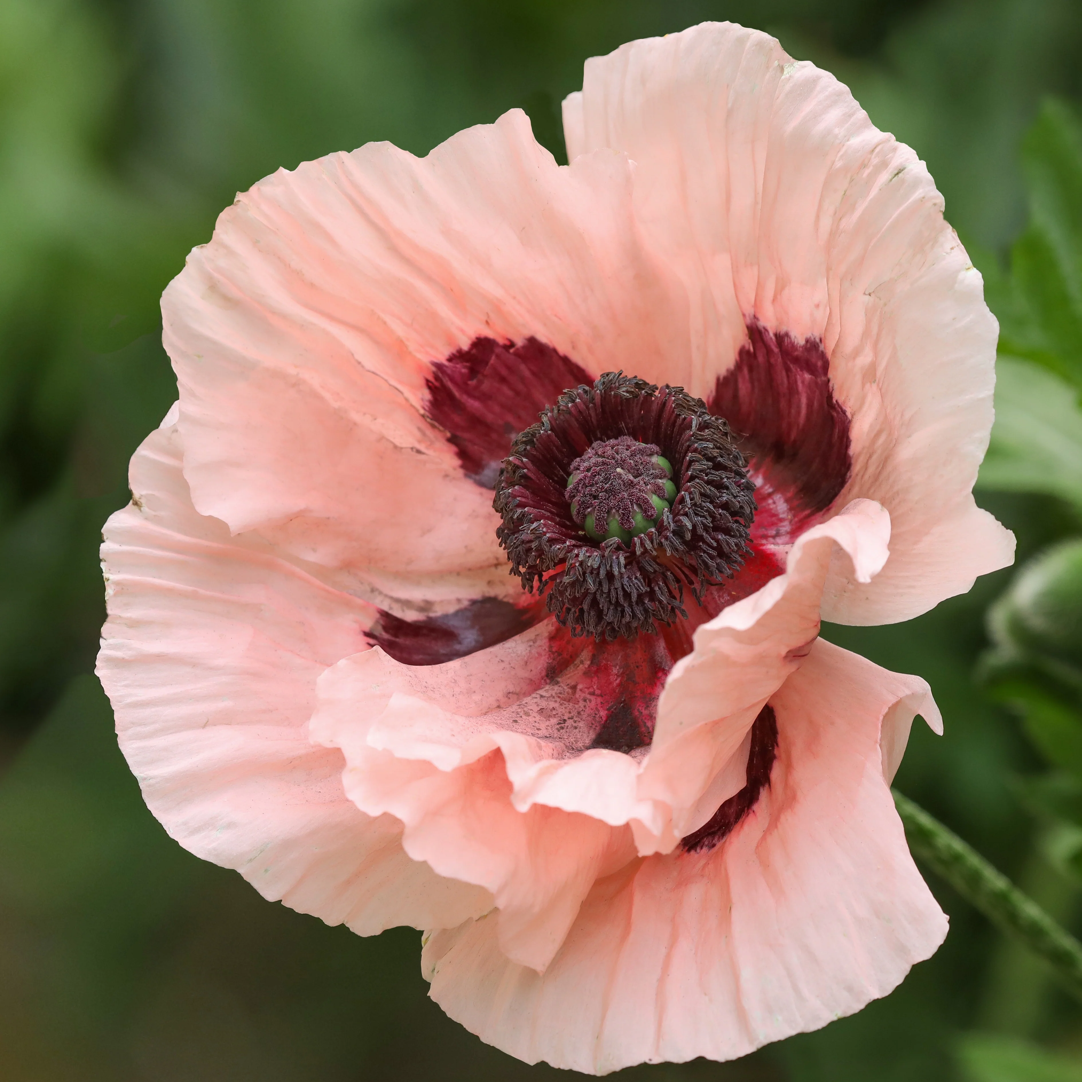 Pavot d'Orient Mrs Perry