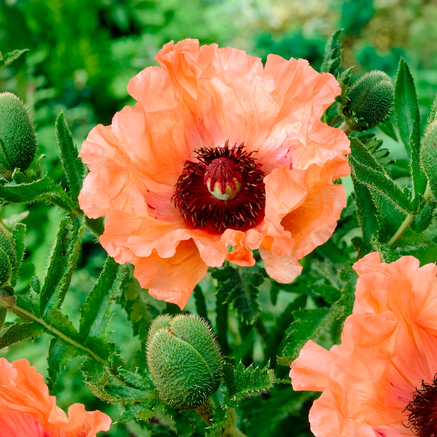 3 Pavots d'Orient orange - Image 3