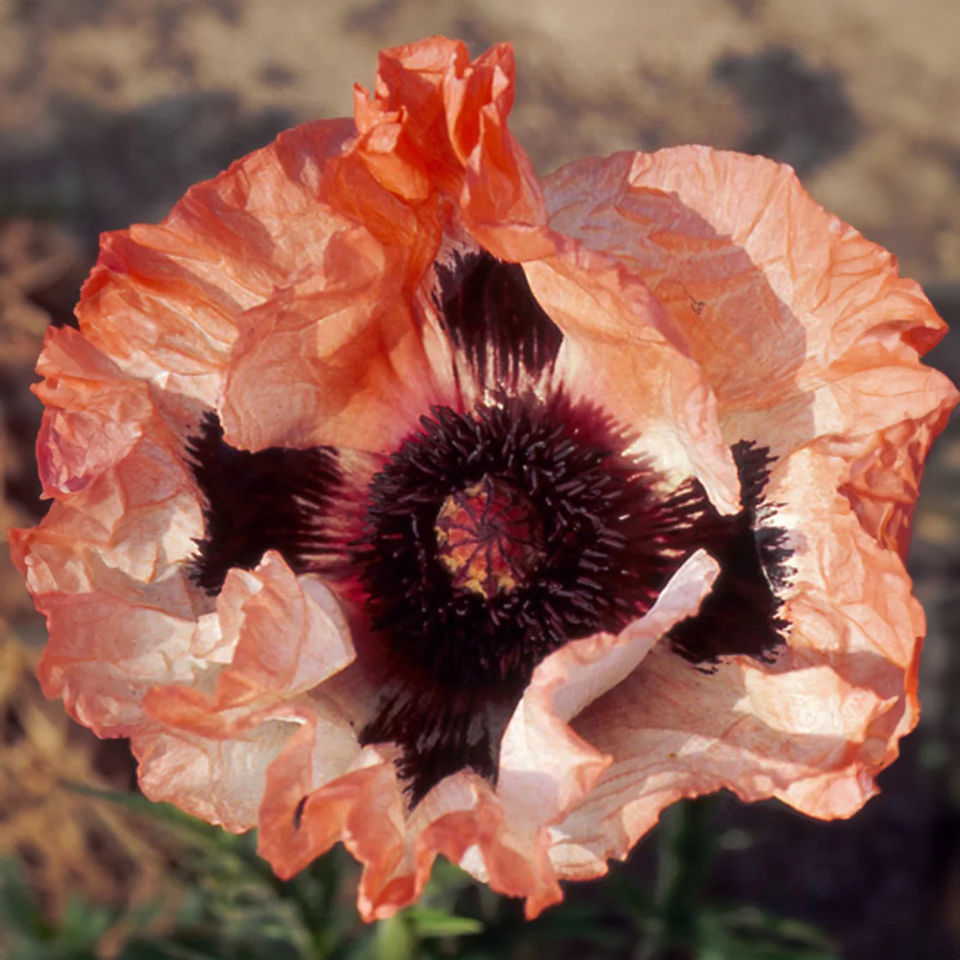 Pavot d'Orient 'Picotee'