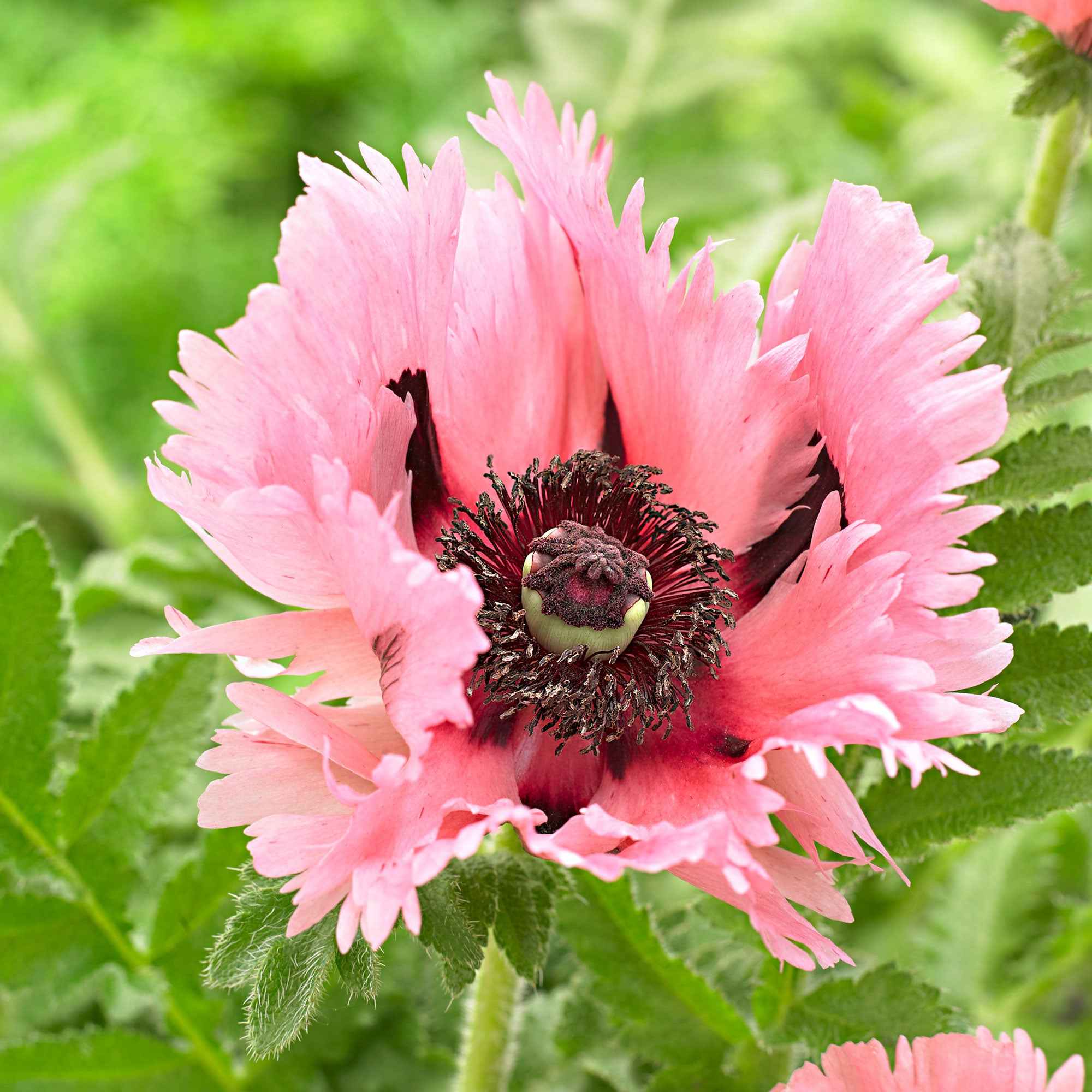 2 Pavots d'Orient Pink Perfection