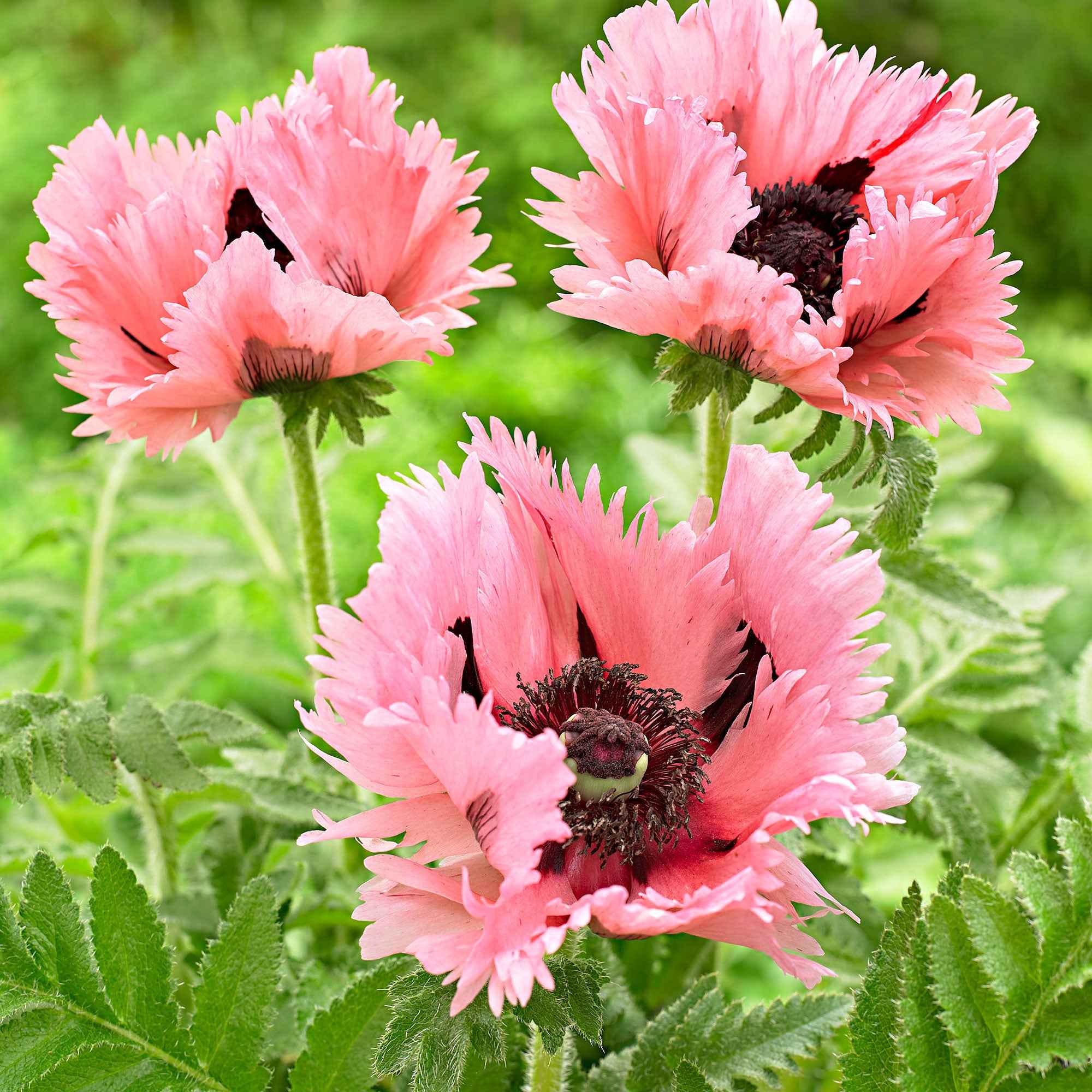 2 Pavots d'Orient Pink Perfection - Image 2