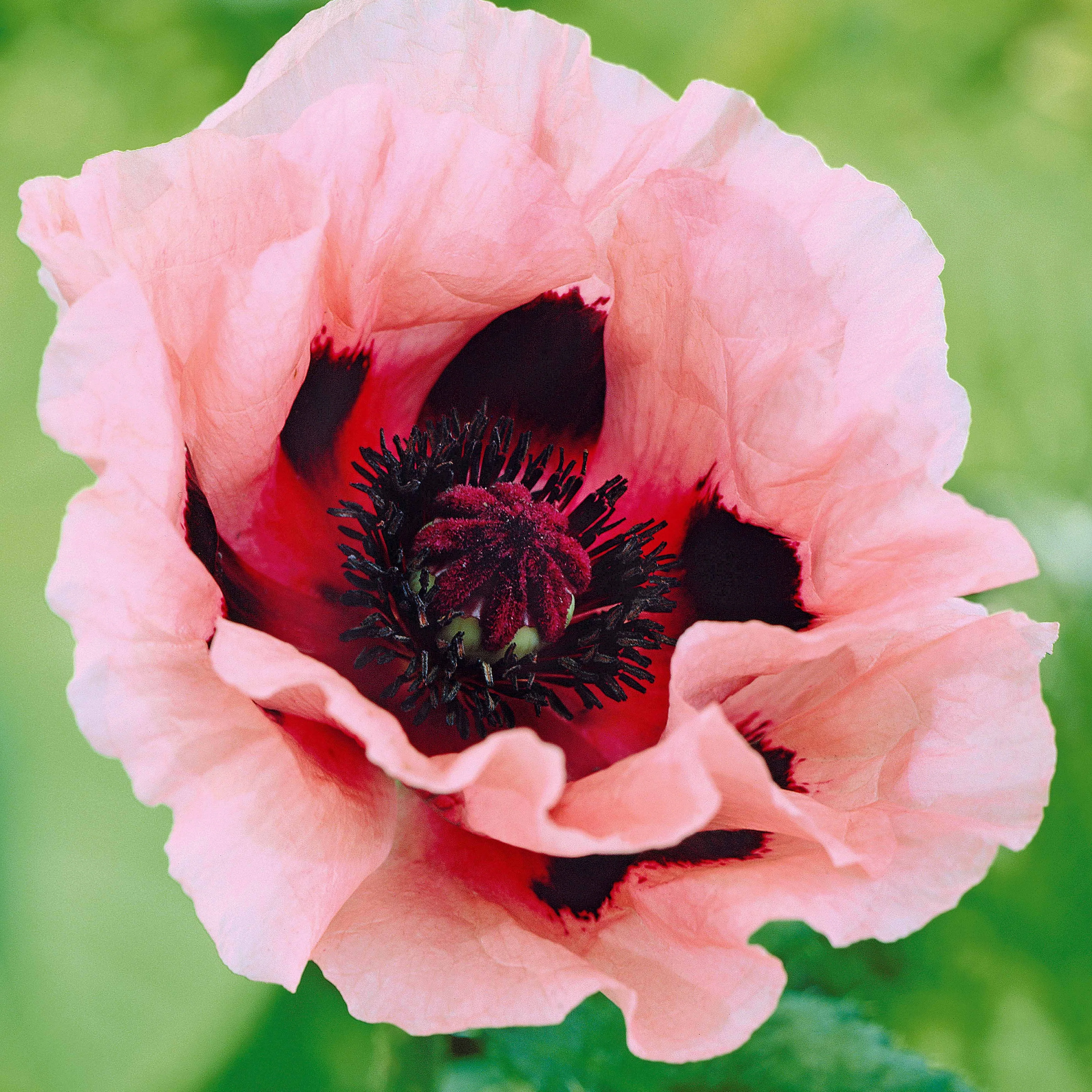 3 Pavots d'Orient rose
