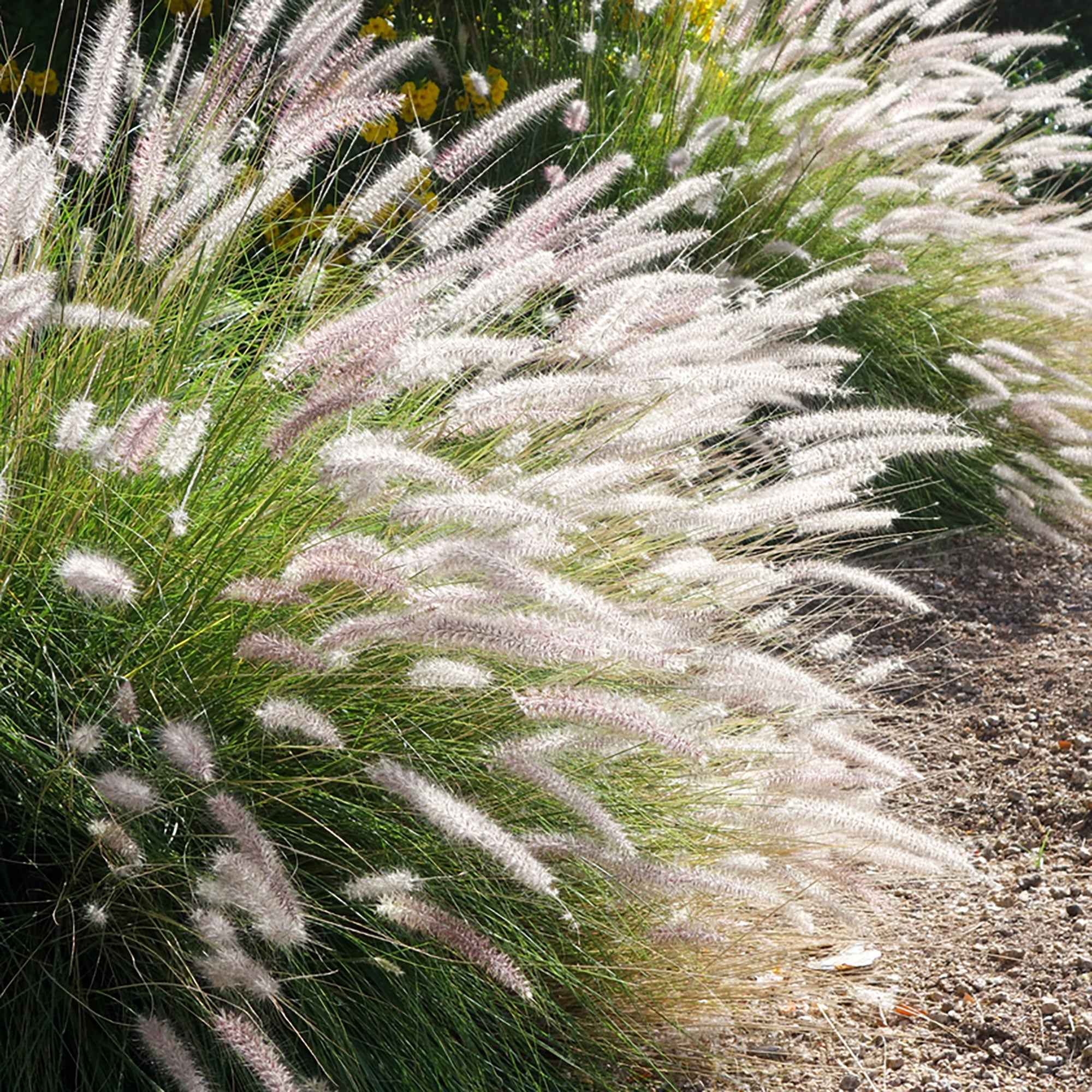 Pennisetum 'Fairy Tails'