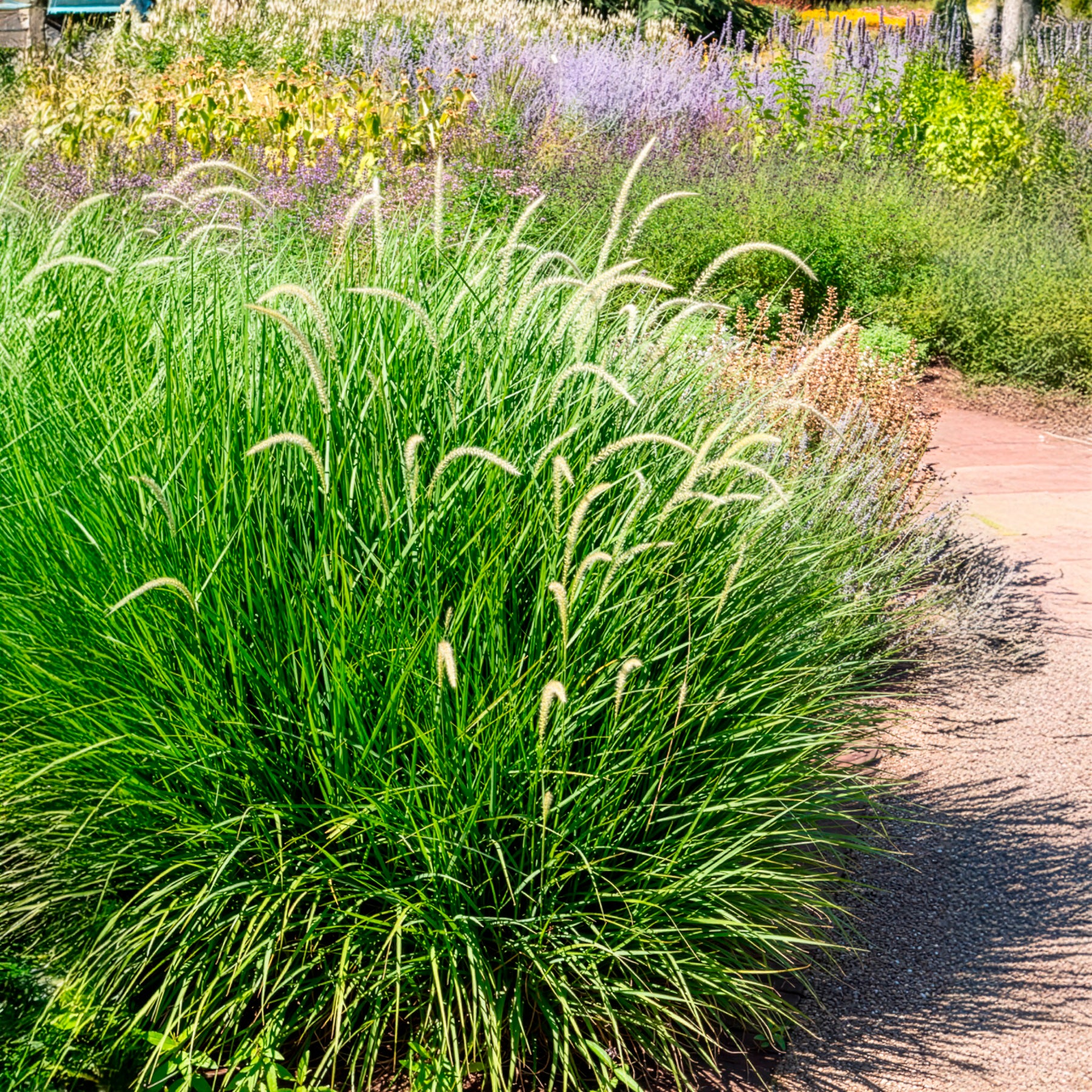 Pennisetum 'Fairy Tails' - Image 2
