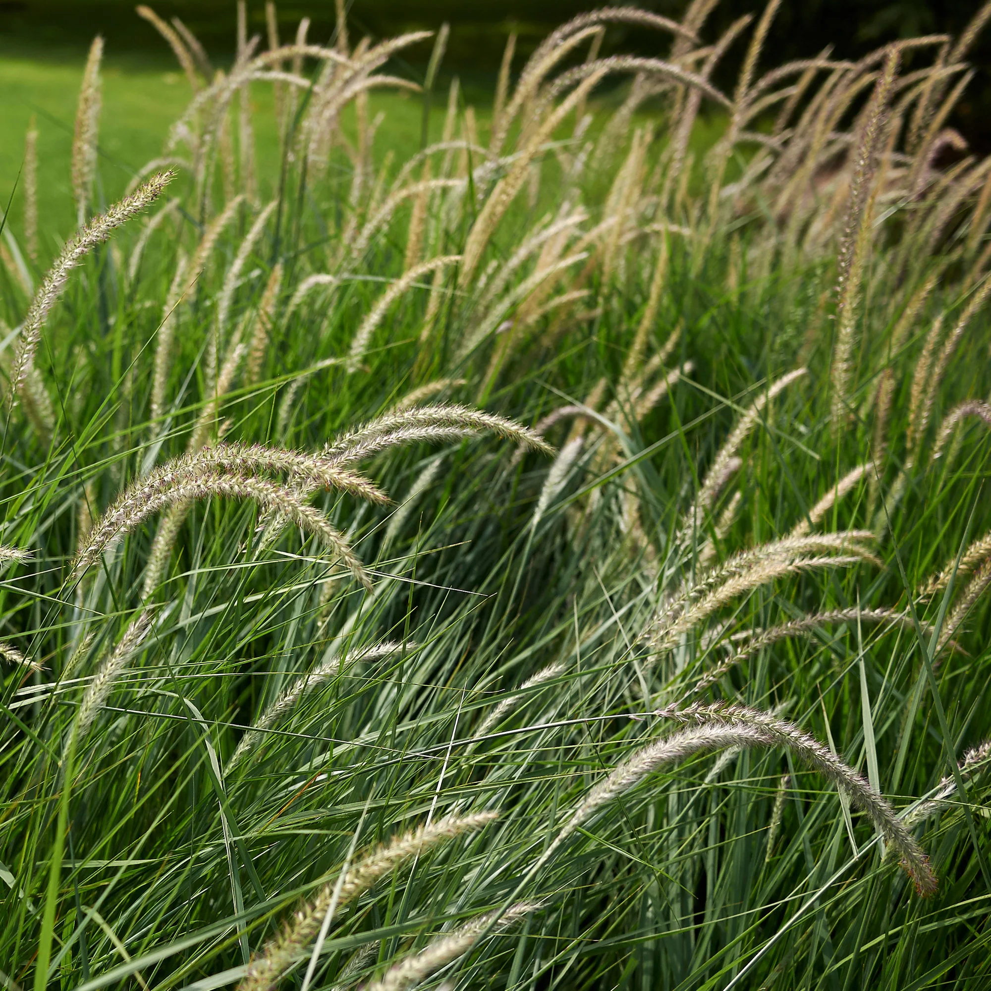 Pennisetum 'Fairy Tails' - Image 3
