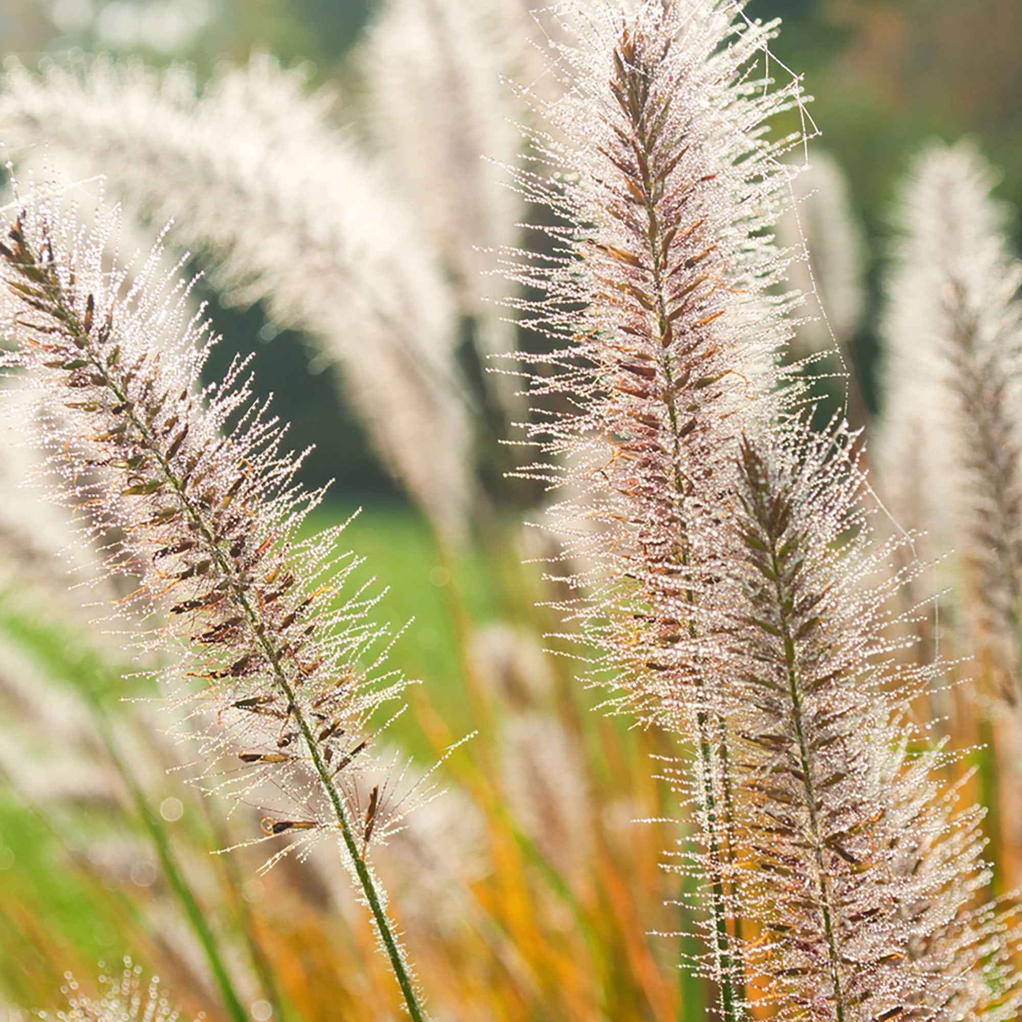 Pennisetum 'Fairy Tails' - Image 4