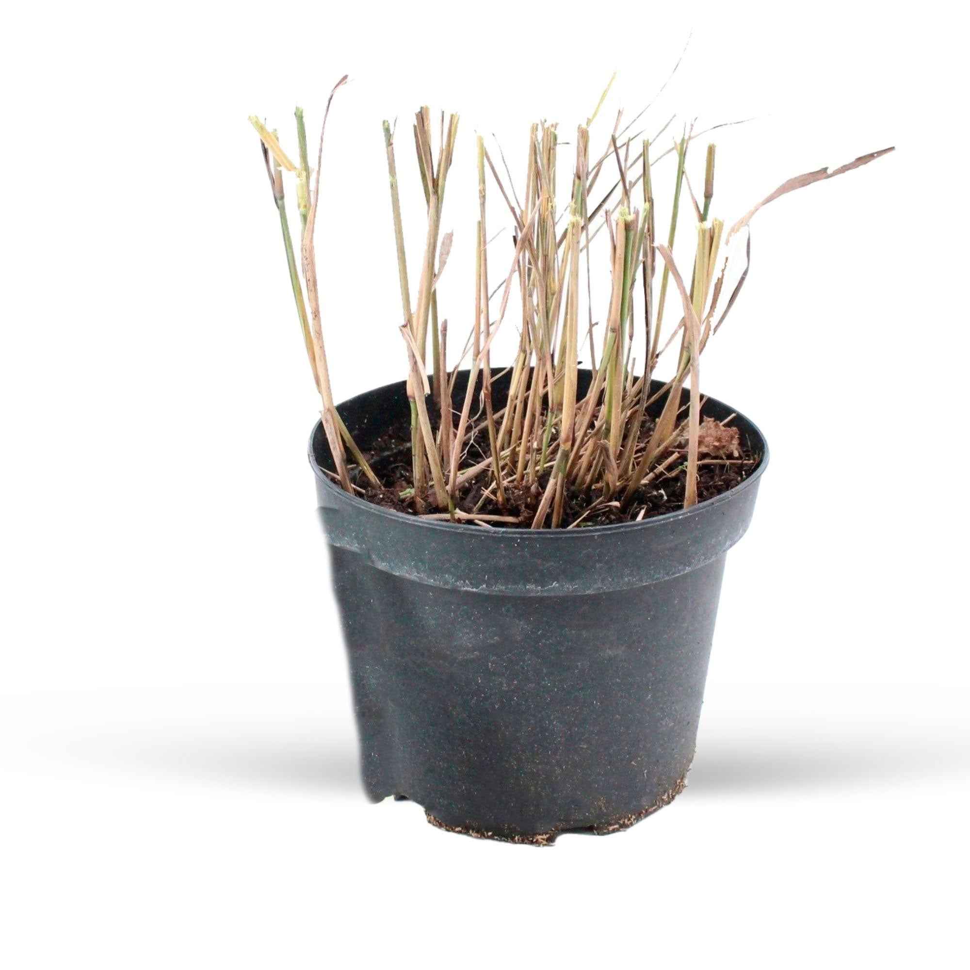 Pennisetum 'Flamingo' - Image 4
