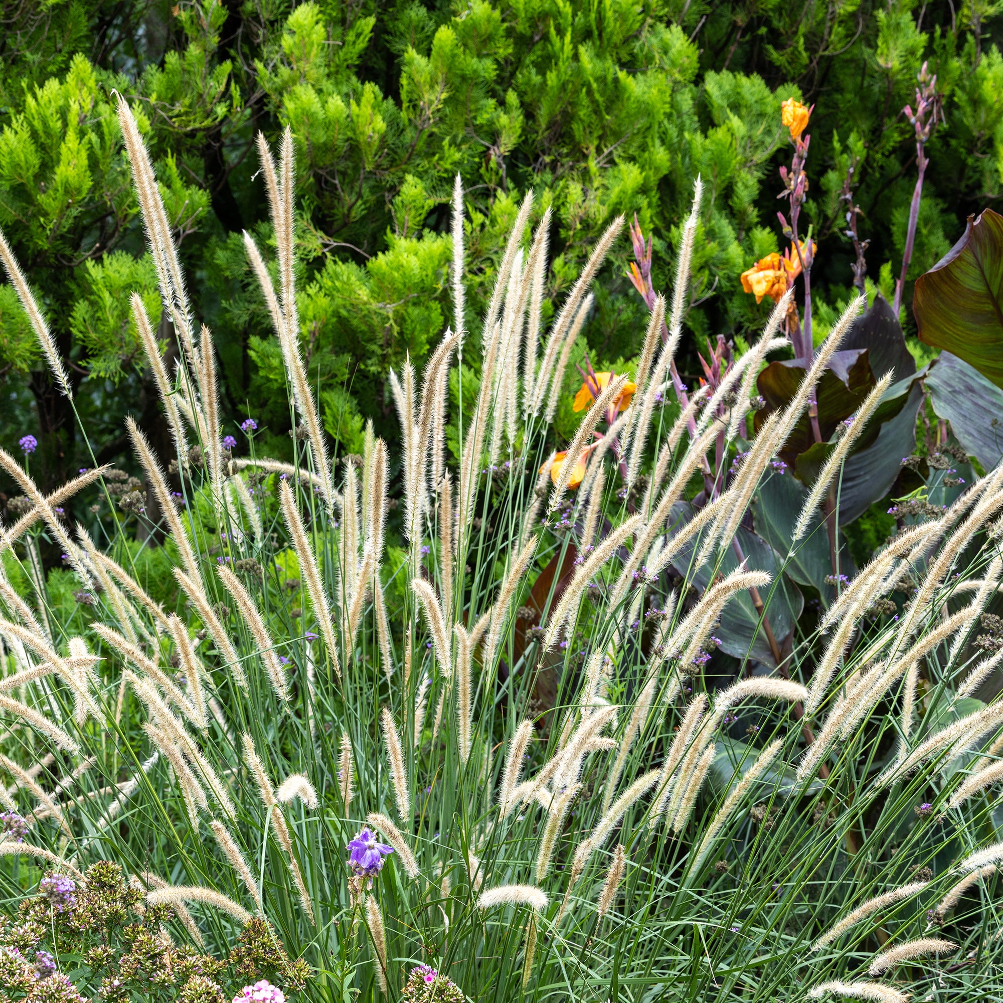 Pennisetum macrourum