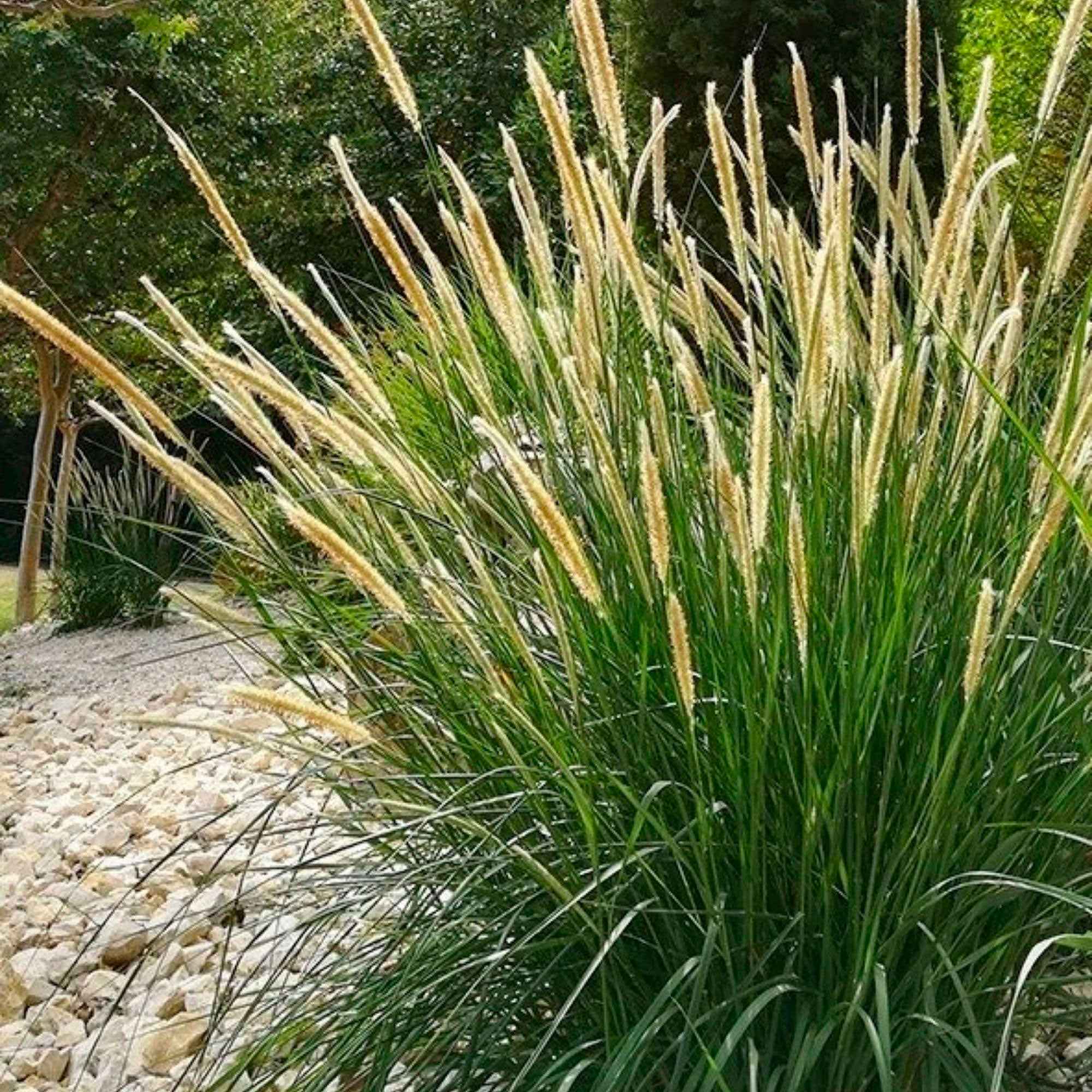 Pennisetum macrourum - Image 2