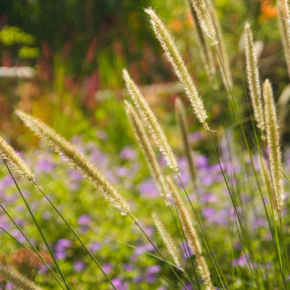 Pennisetum macrourum - Image 3
