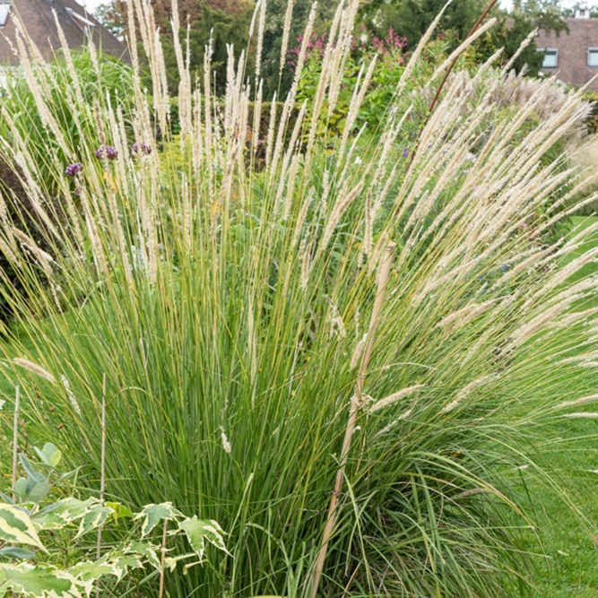 Pennisetum macrourum - Image 4