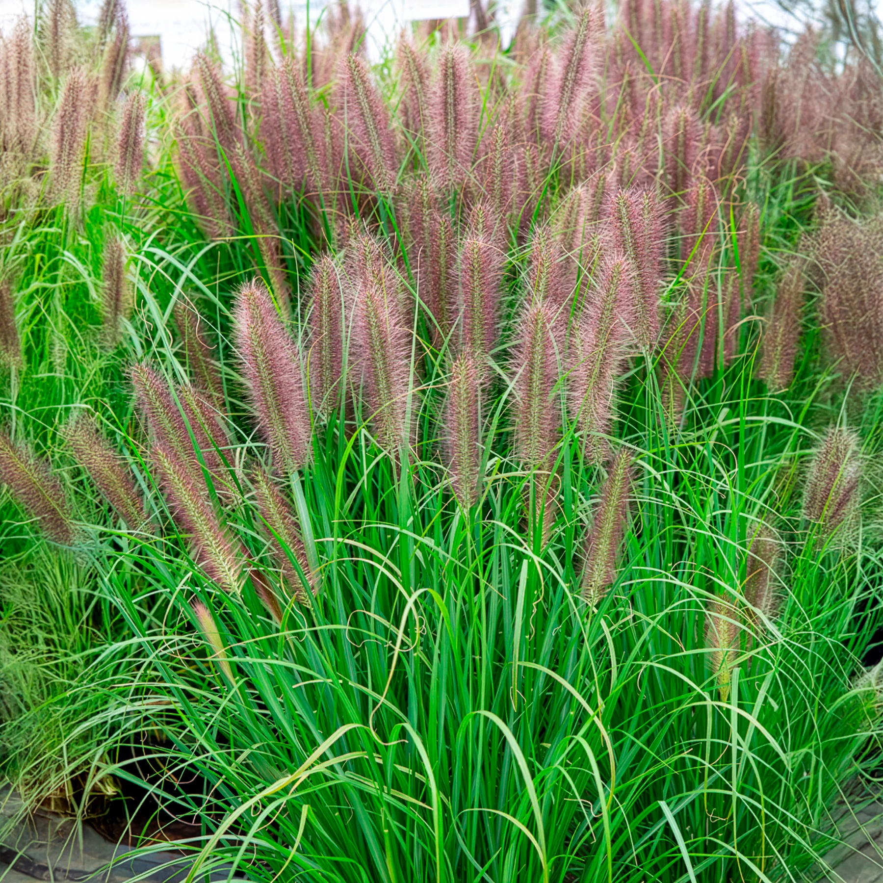 Pennisetum 'Red Head'