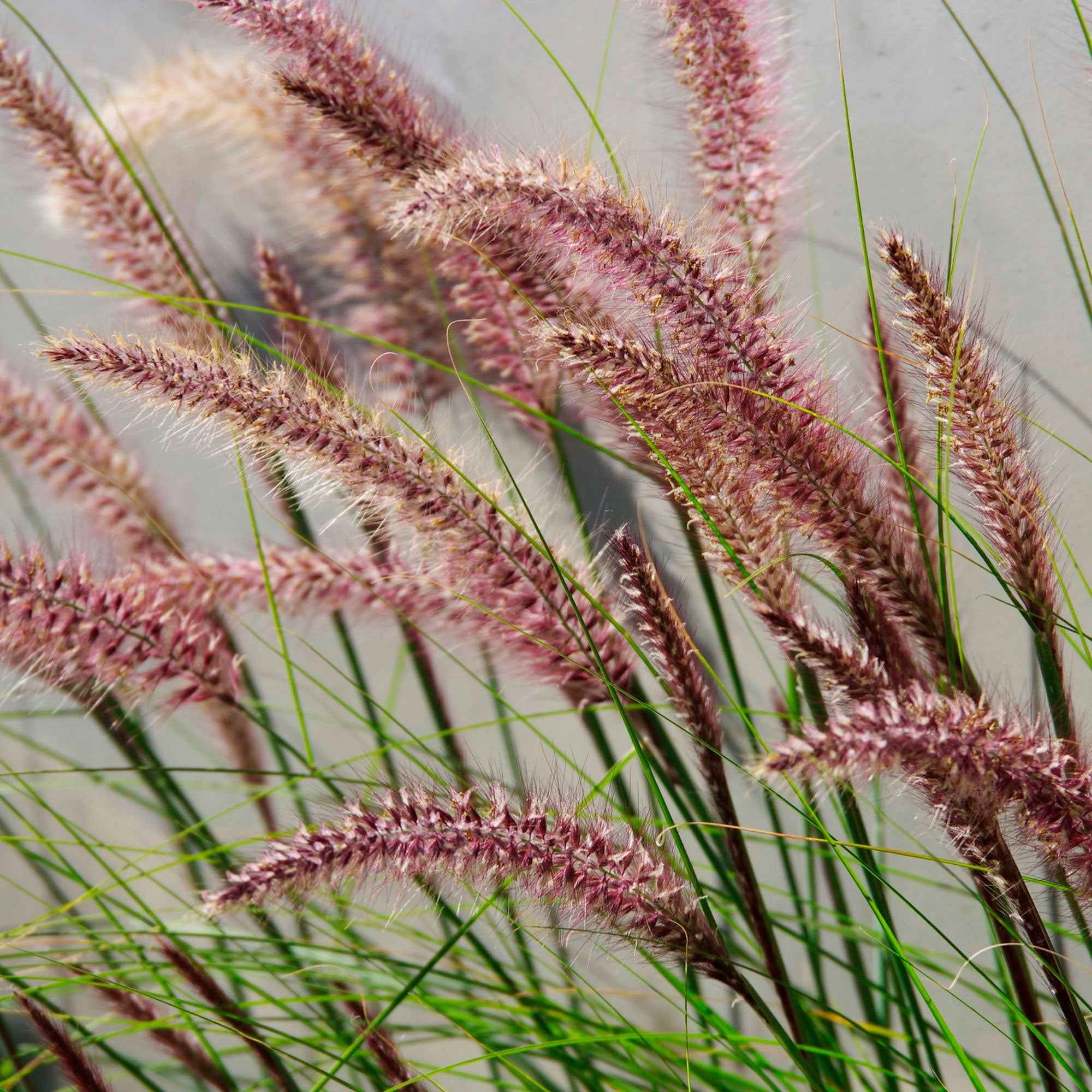 Pennisetum 'Red Head' - Image 2
