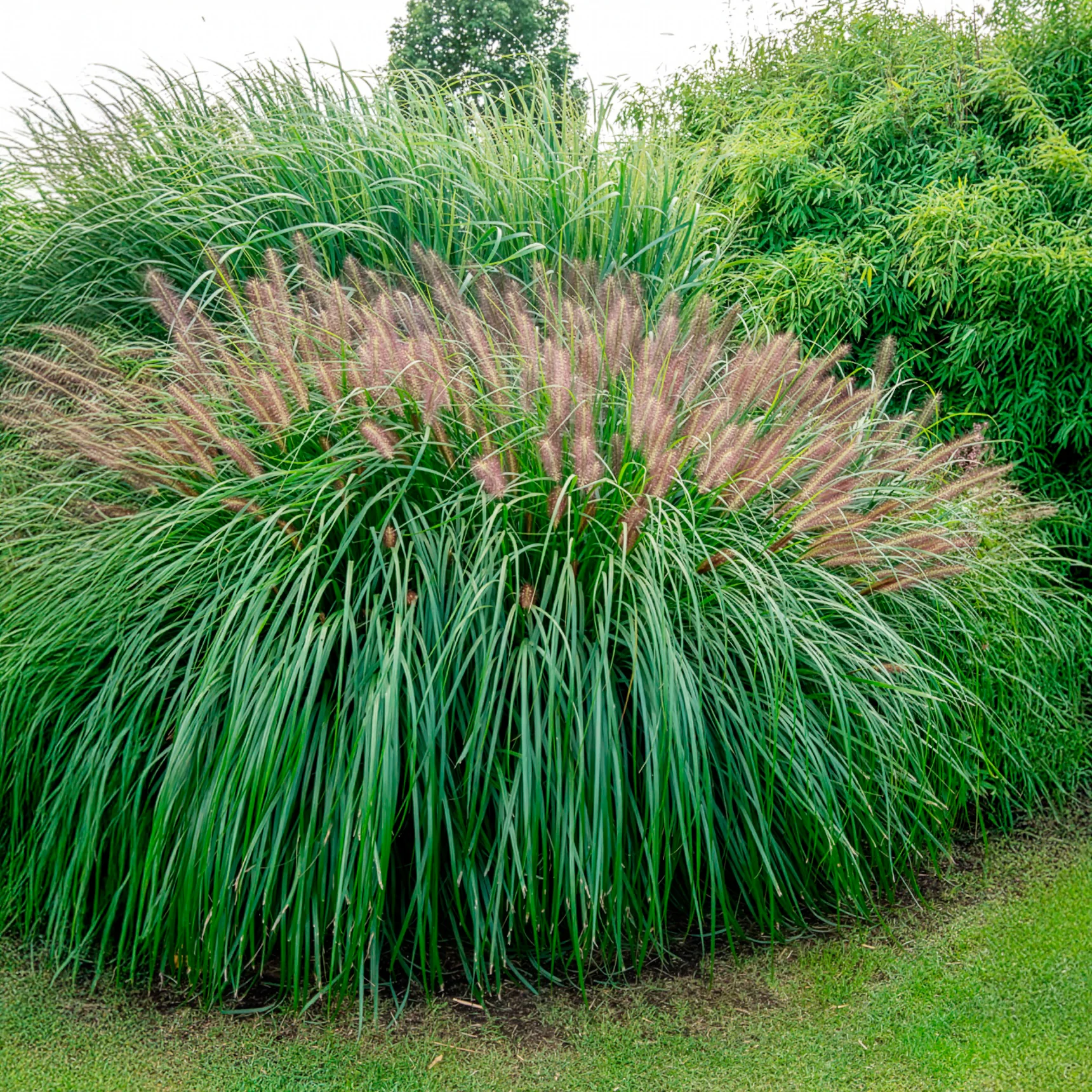 Pennisetum 'Red Head' - Image 3