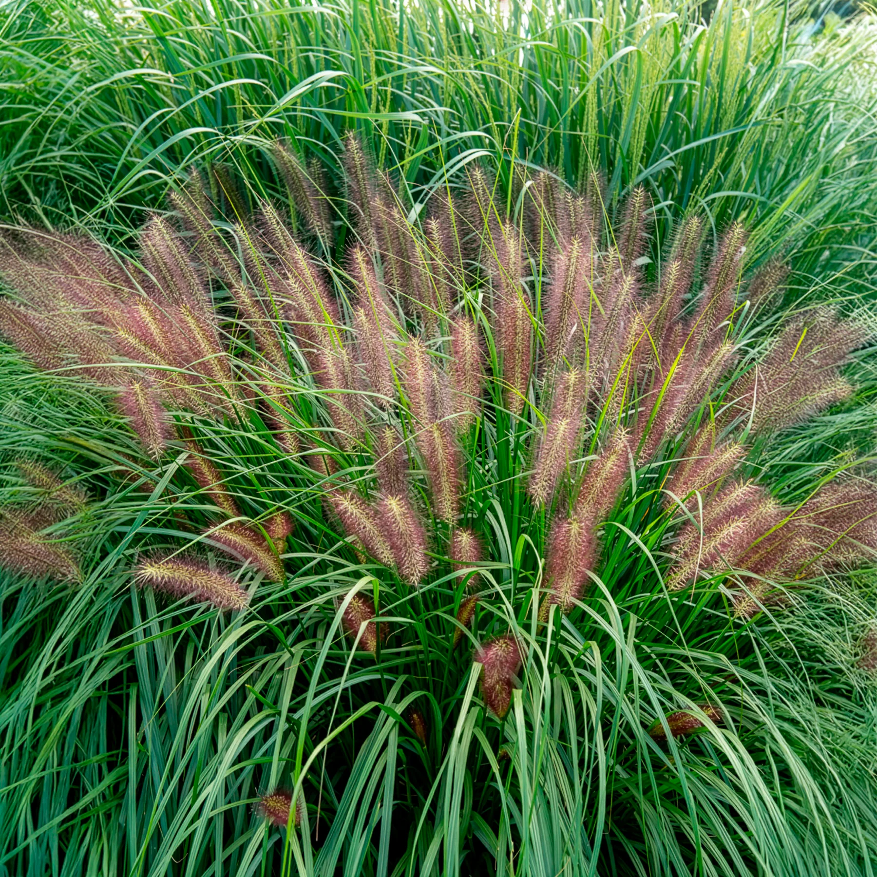Pennisetum 'Red Head' - Image 4